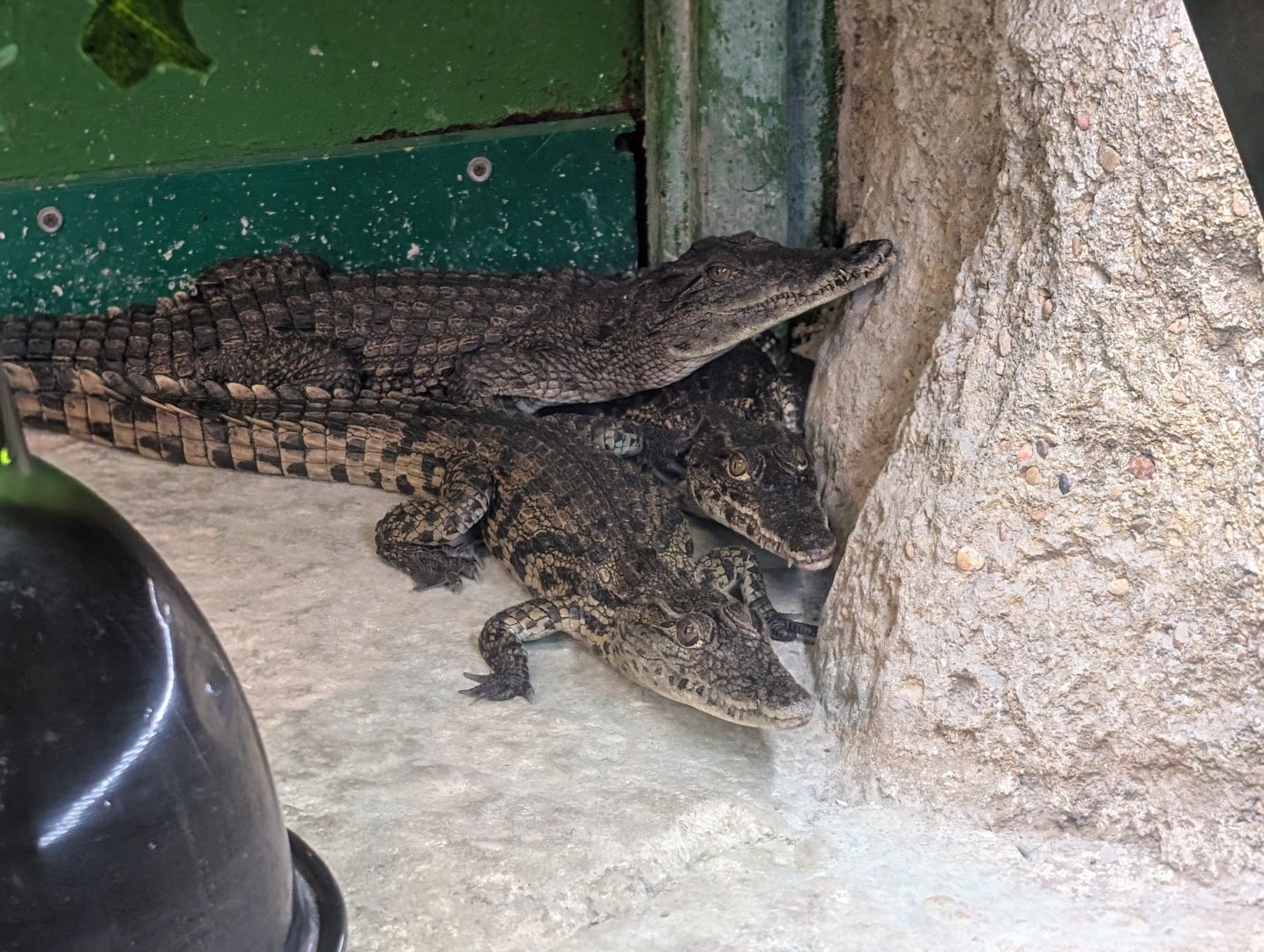 Juvenile Nile Crocodiles(Crocodylus niloticus)