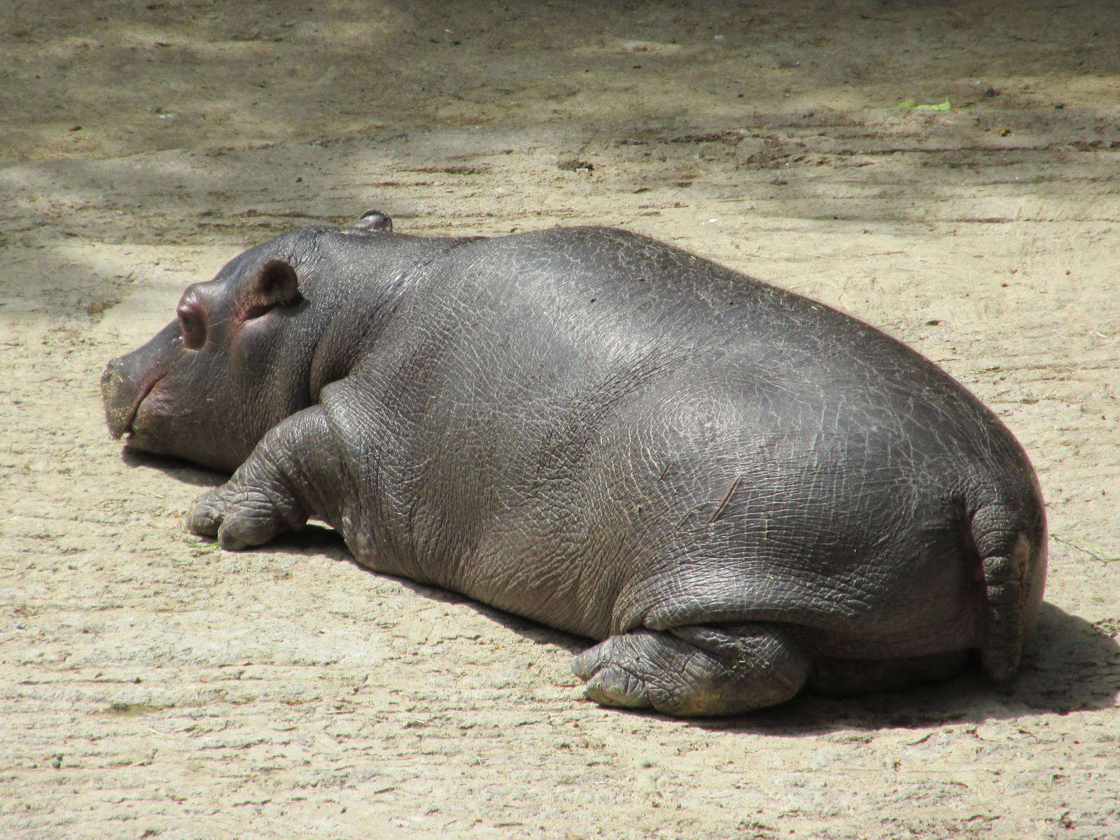 juvenile nile hippopotamus chapultepec zoo