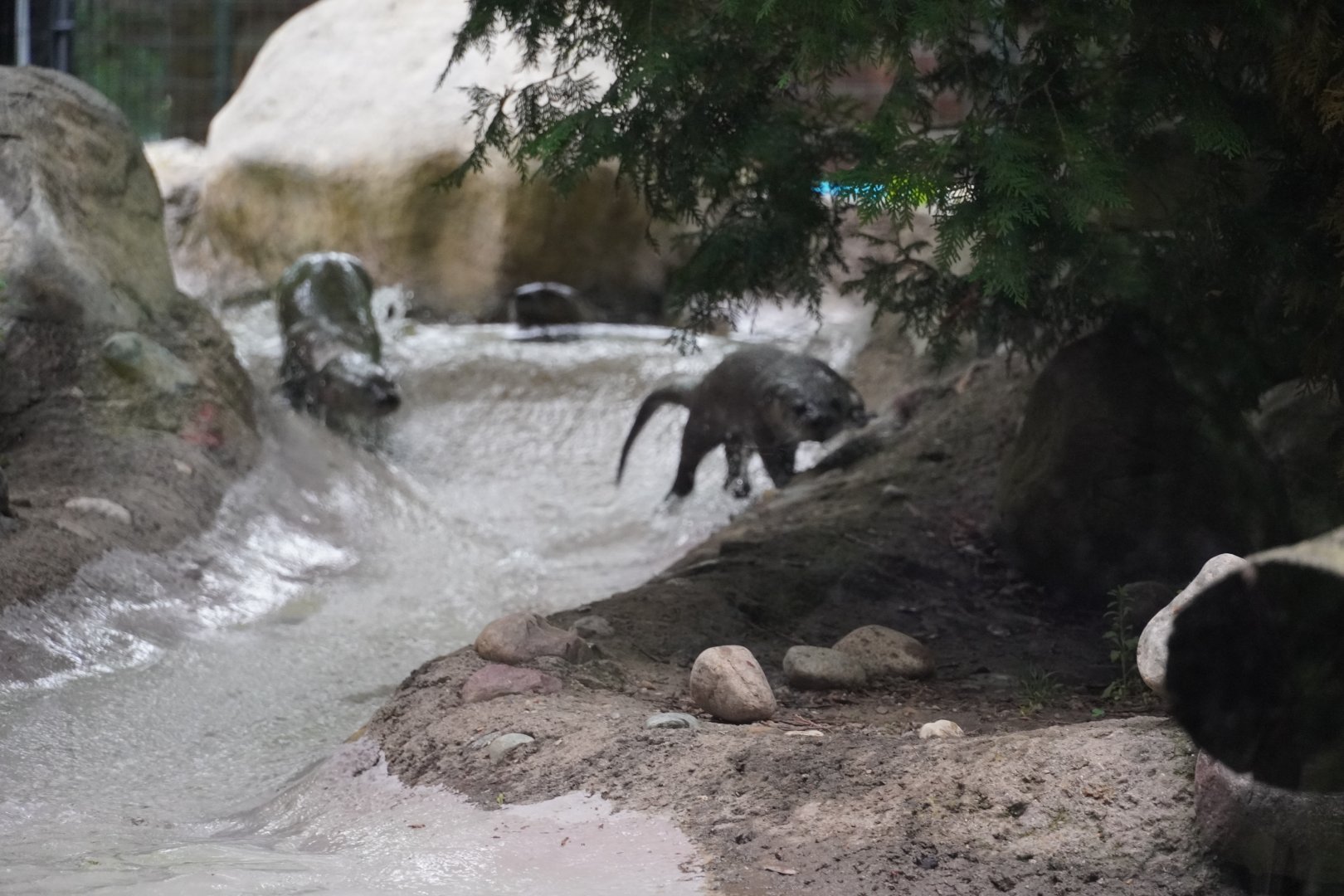 Juvenile North American River Otters