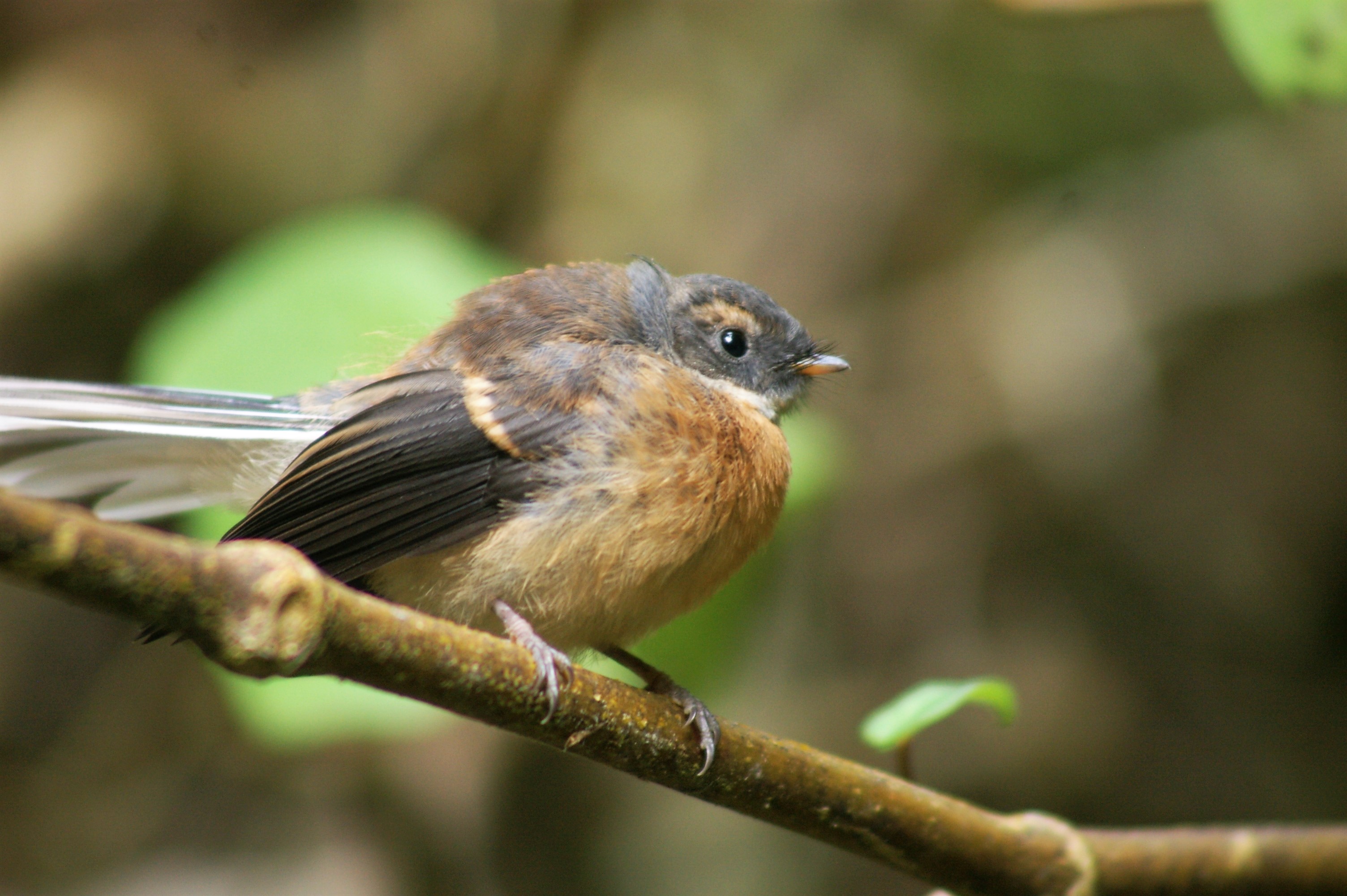 juvenile North Island Fantail (Rhipidura fuliginosa placabilis)