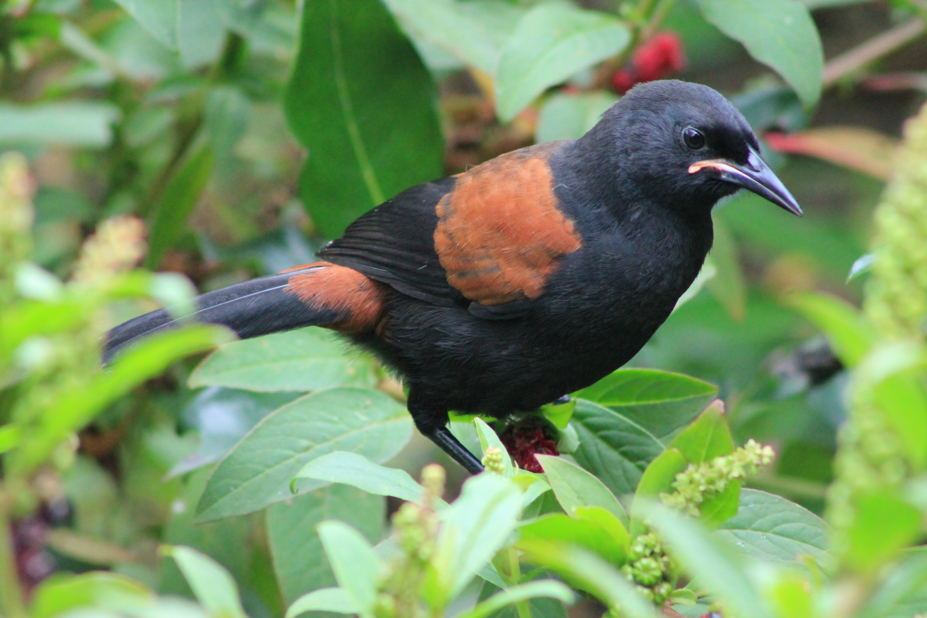 juvenile North Island Saddleback (Philesturnus carunculatus rufusater)