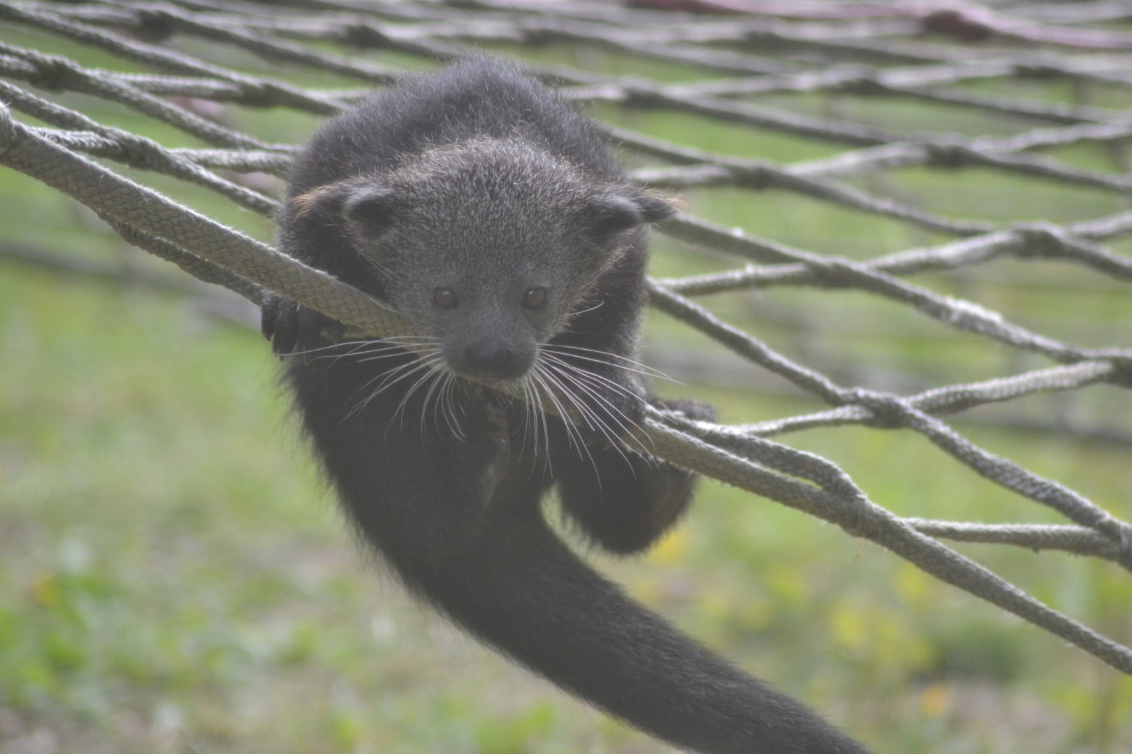 Juvenile North-Sumatran binturong