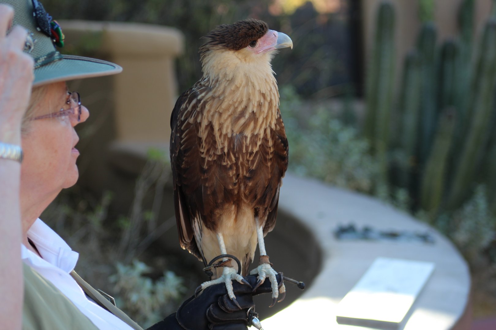 Juvenile Northern Crested Caracara