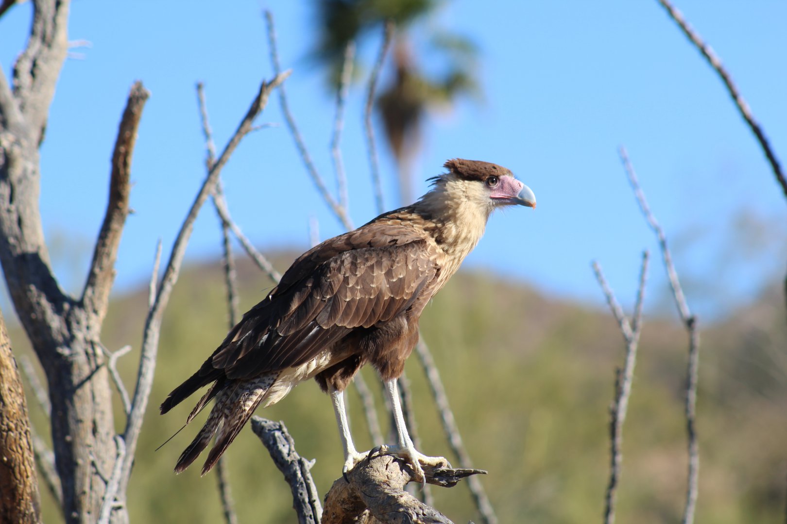 Juvenile Northern Crested Caracara