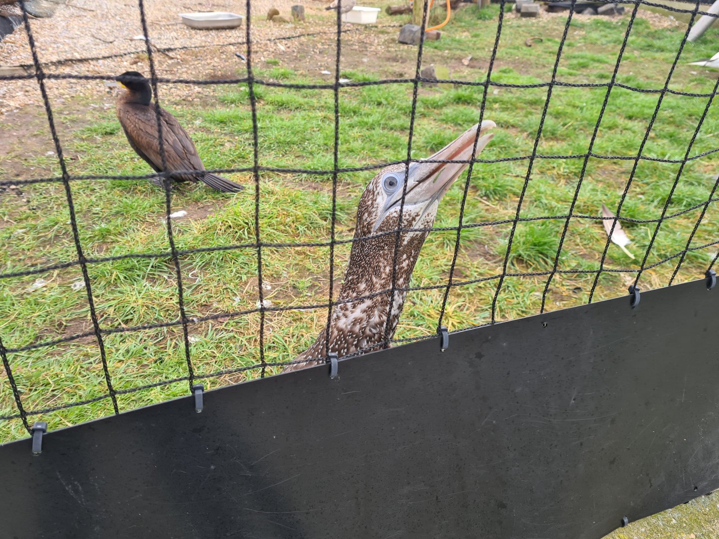 Juvenile Northern gannet in Seabird recovery aviary
