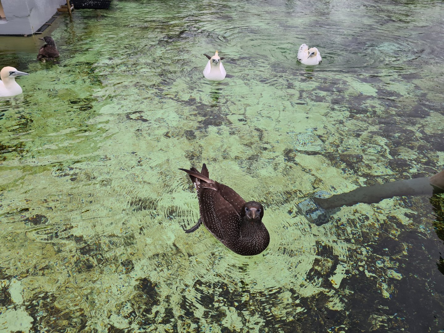 Juvenile Northern gannet in Seabird recovery aviary