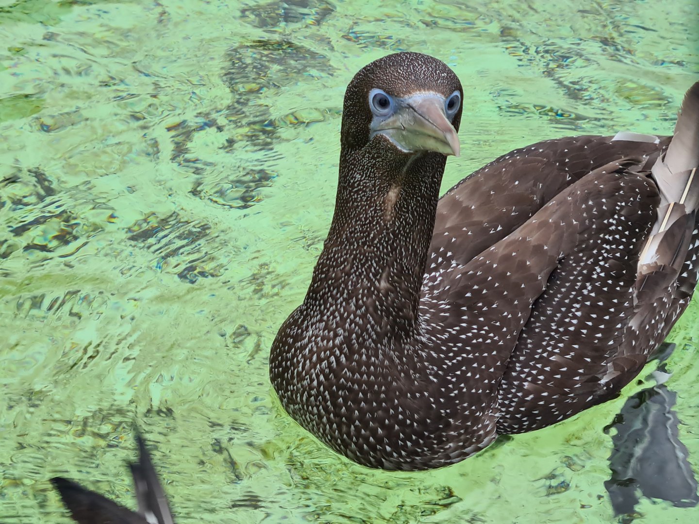 Juvenile Northern gannet in Seabird recovery aviary