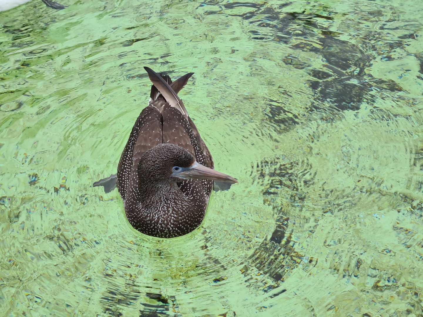 Juvenile Northern gannet in Seabird recovery aviary