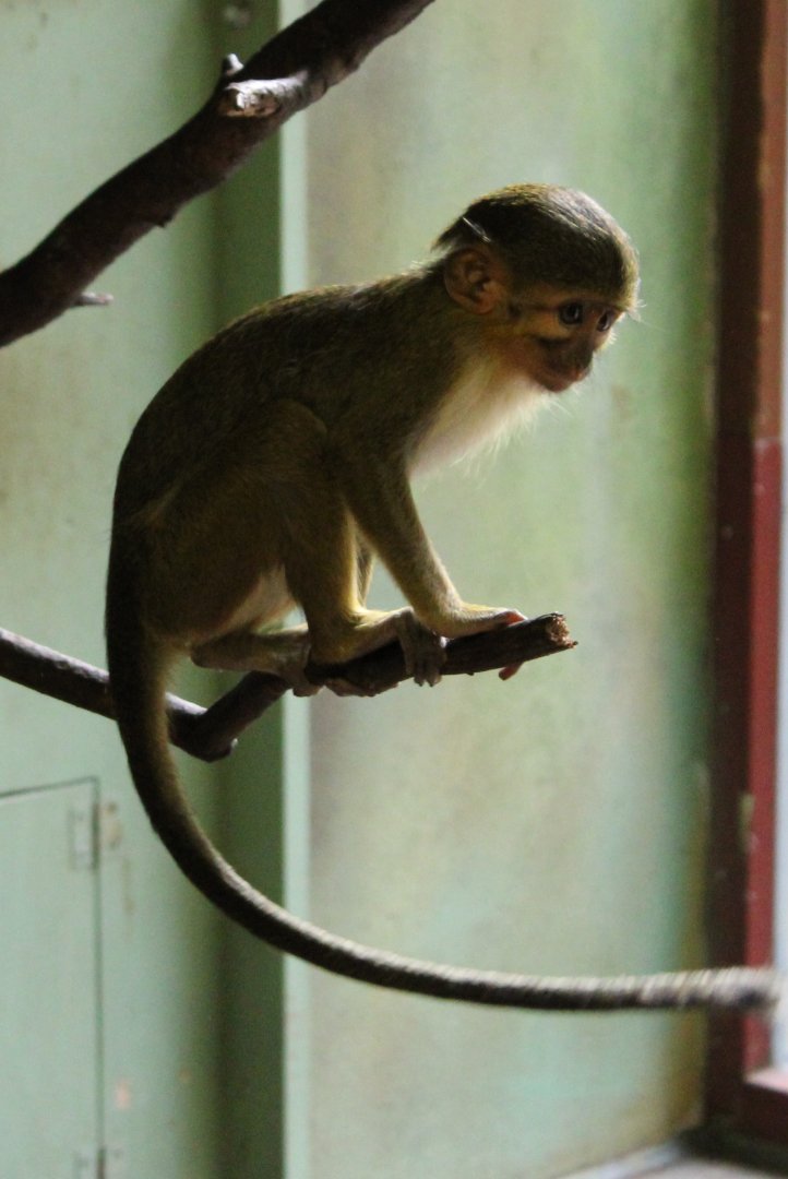 Juvenile Northern talapoin / Gabon talapoin