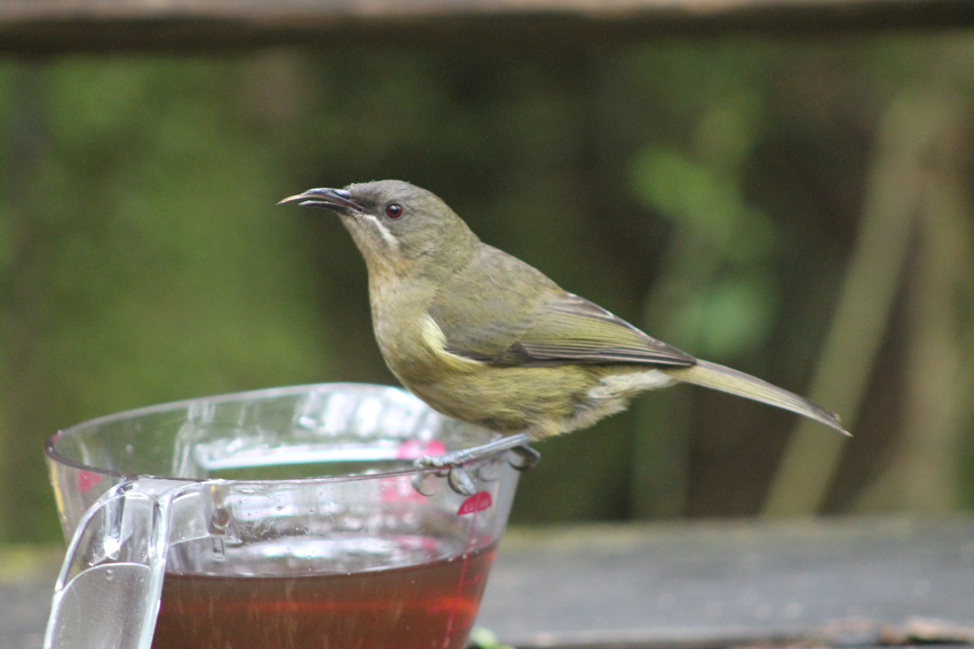 Juvenile NZ Bellbird (Anthornis melanura)