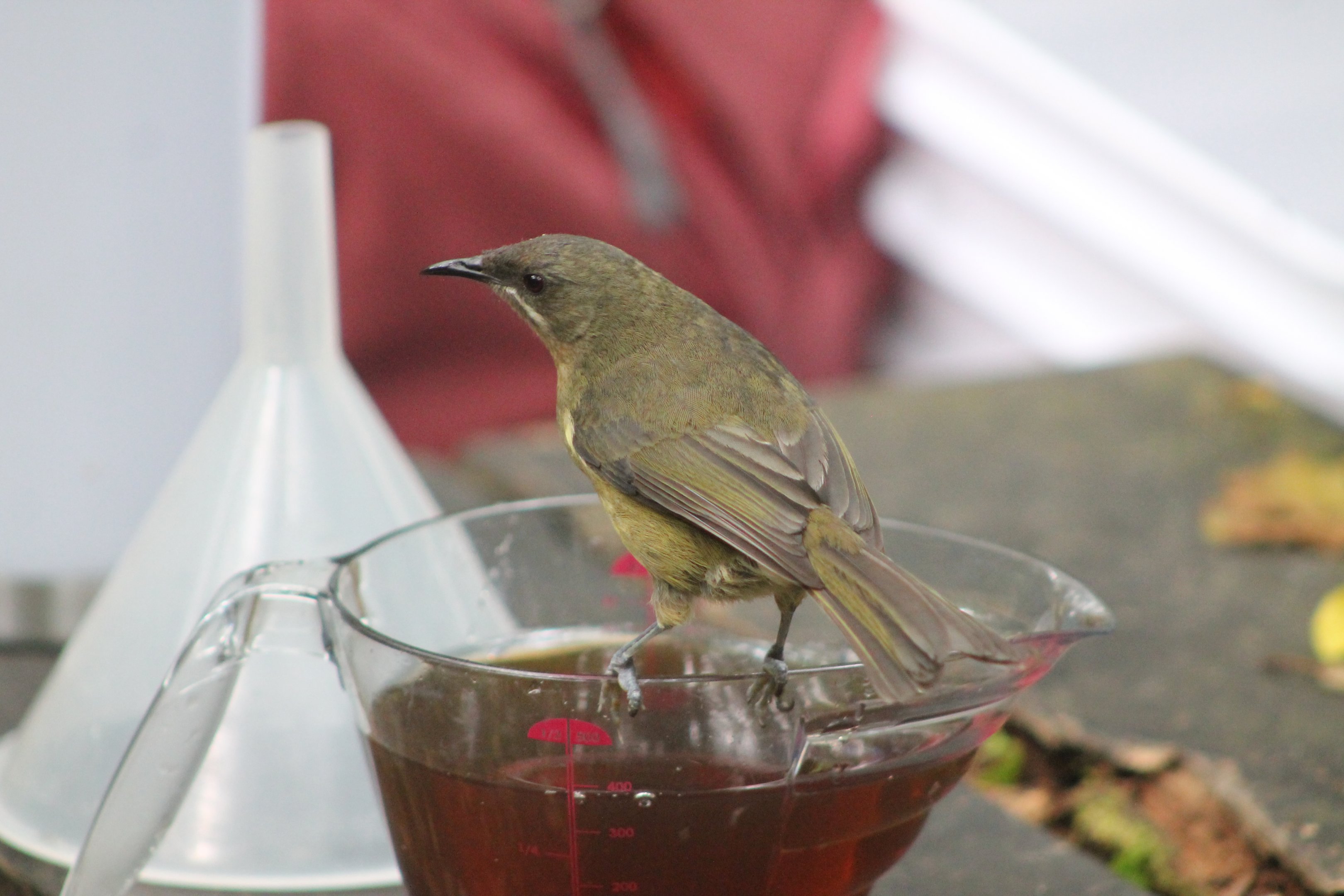 Juvenile NZ Bellbird (Anthornis melanura)