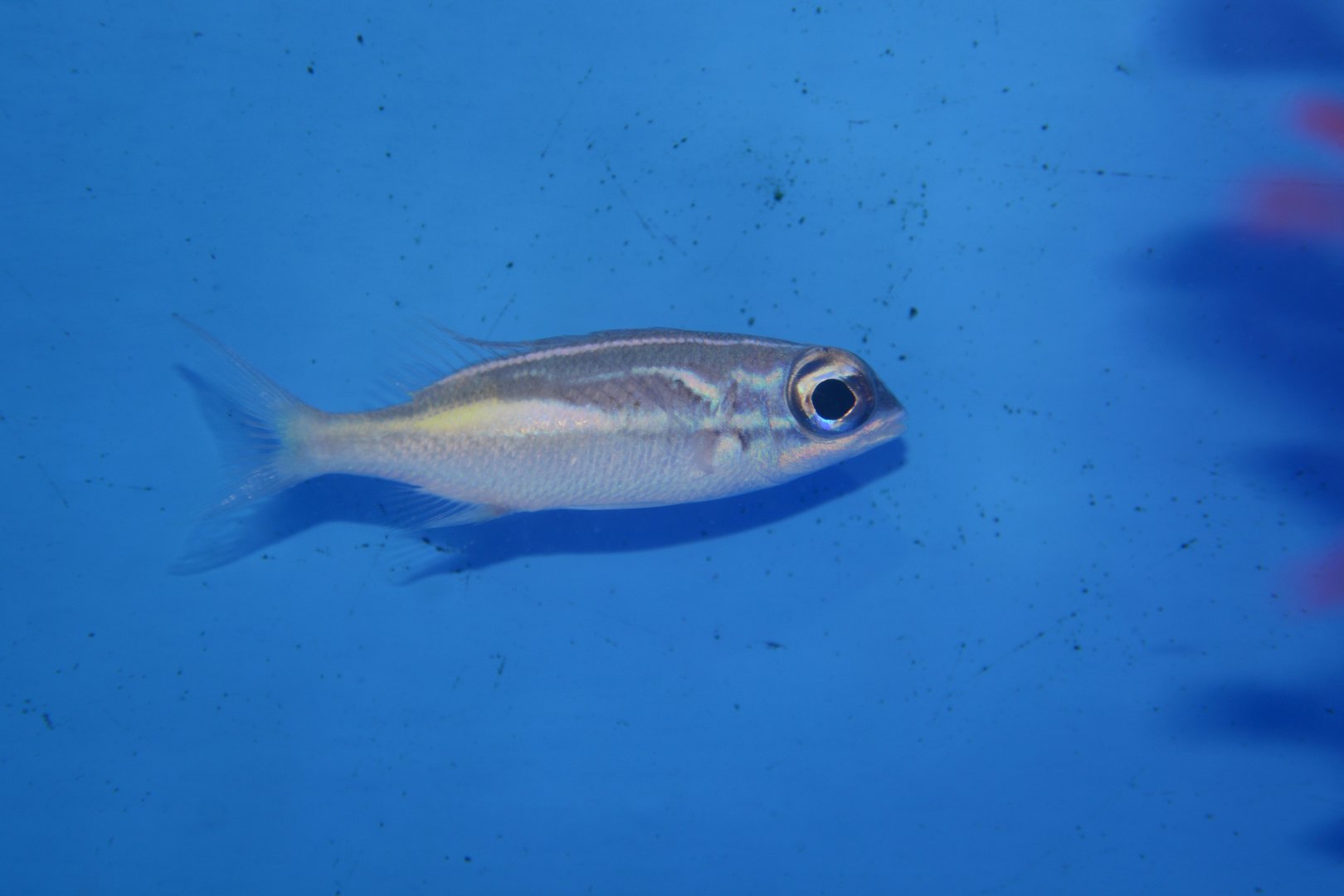 Juvenile oblique-barred monocle bream (Scolopsis xenochrous)