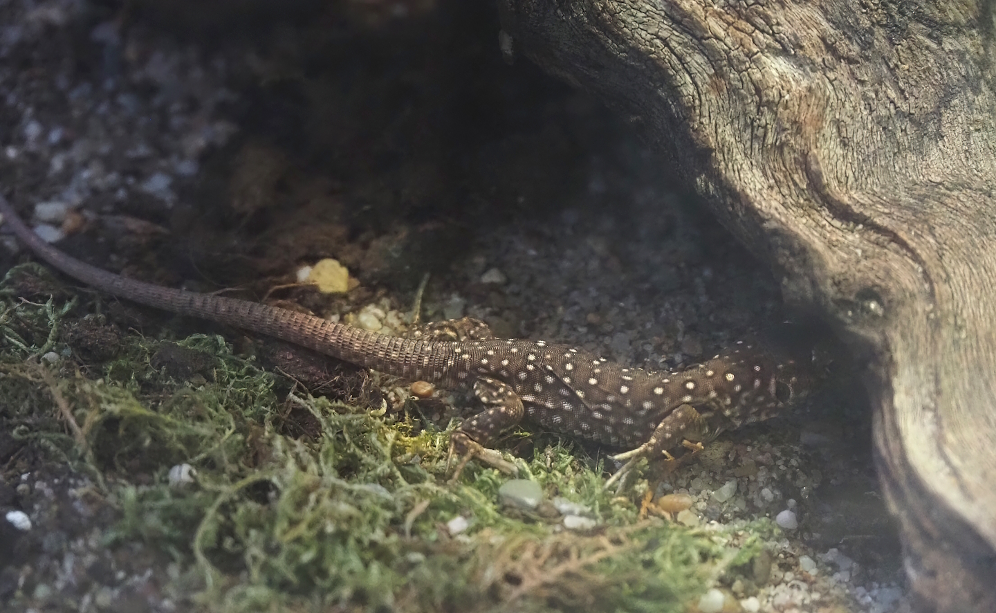 Juvenile Ocellated lizard (Timon lepidus), 2025-07-21