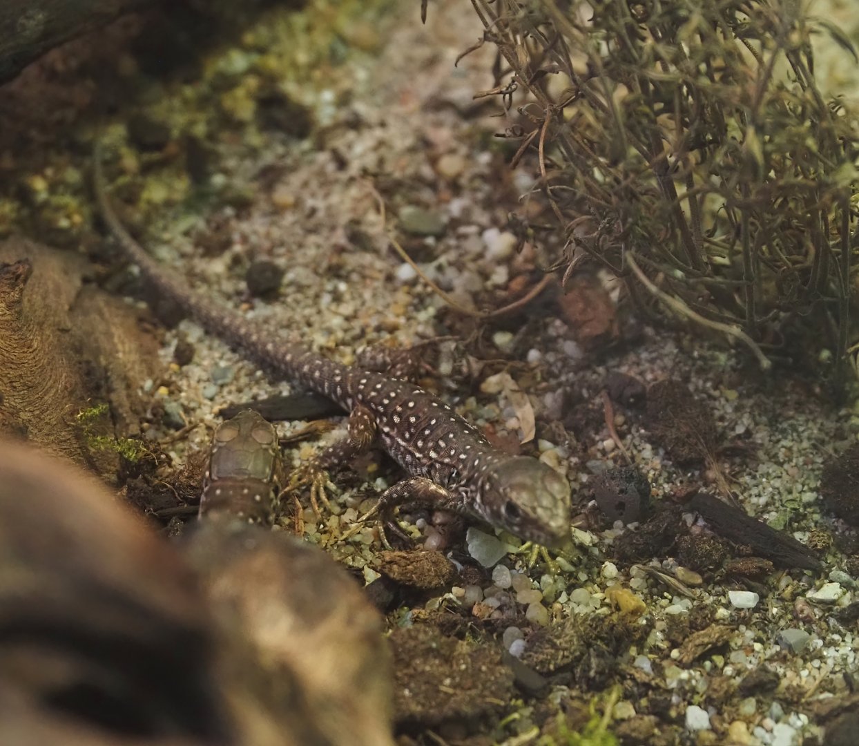 Juvenile Ocellated lizard (Timon lepidus), 2025-07-21