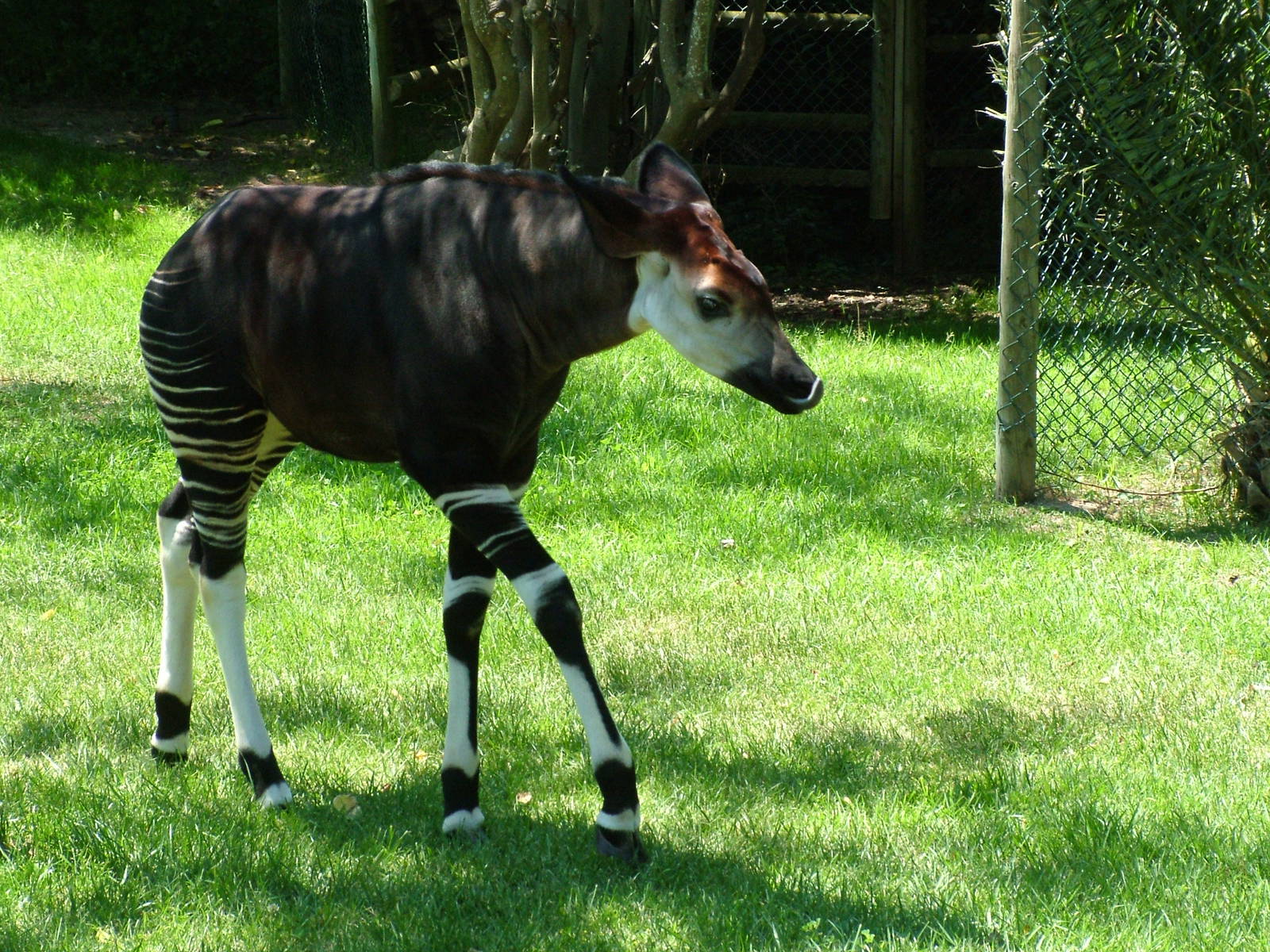 Juvenile Okapi at Lisbon Zoo, 24/05/11