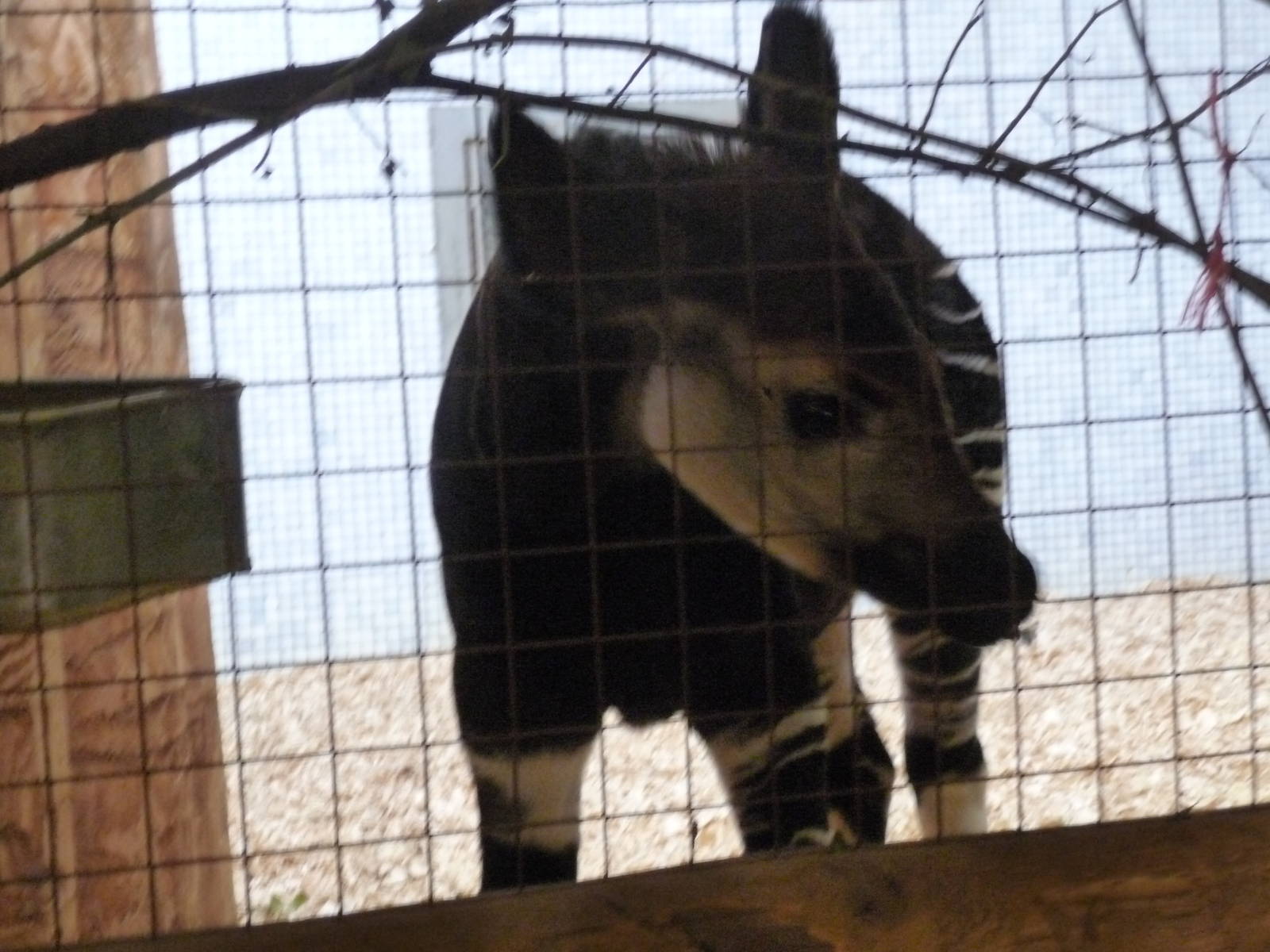Juvenile Okapi Daphne London Zoo
