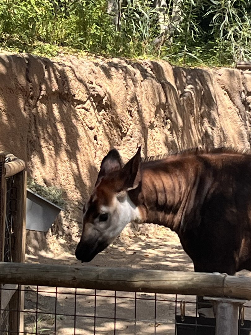 Juvenile Okapi