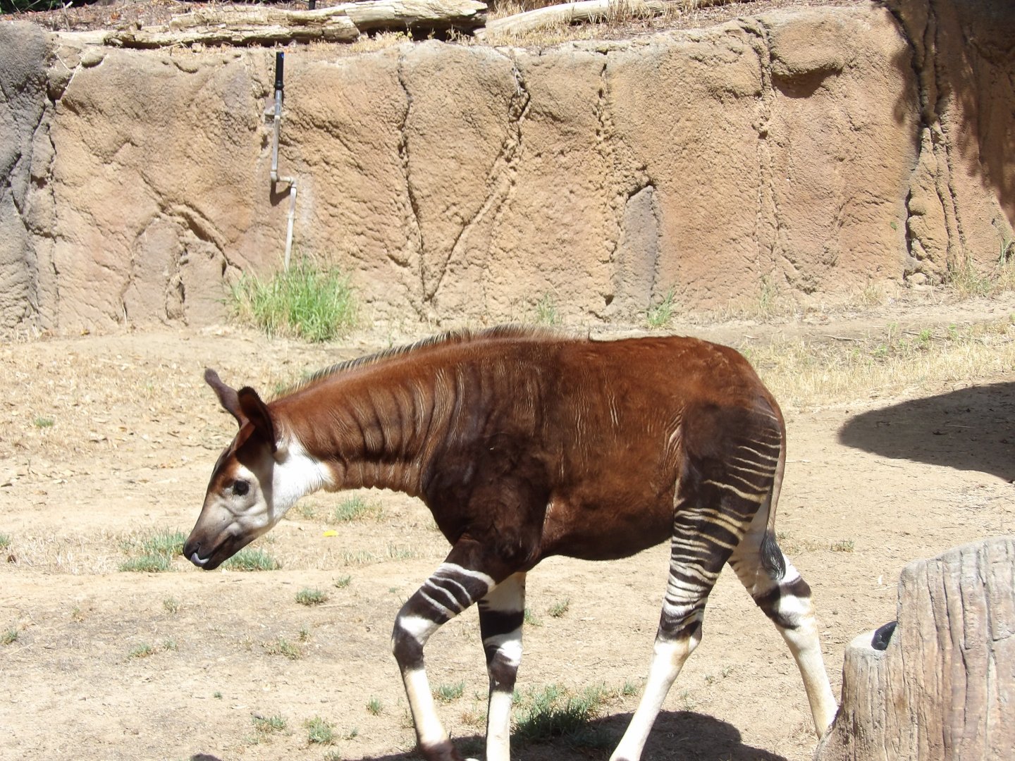Juvenile Okapi