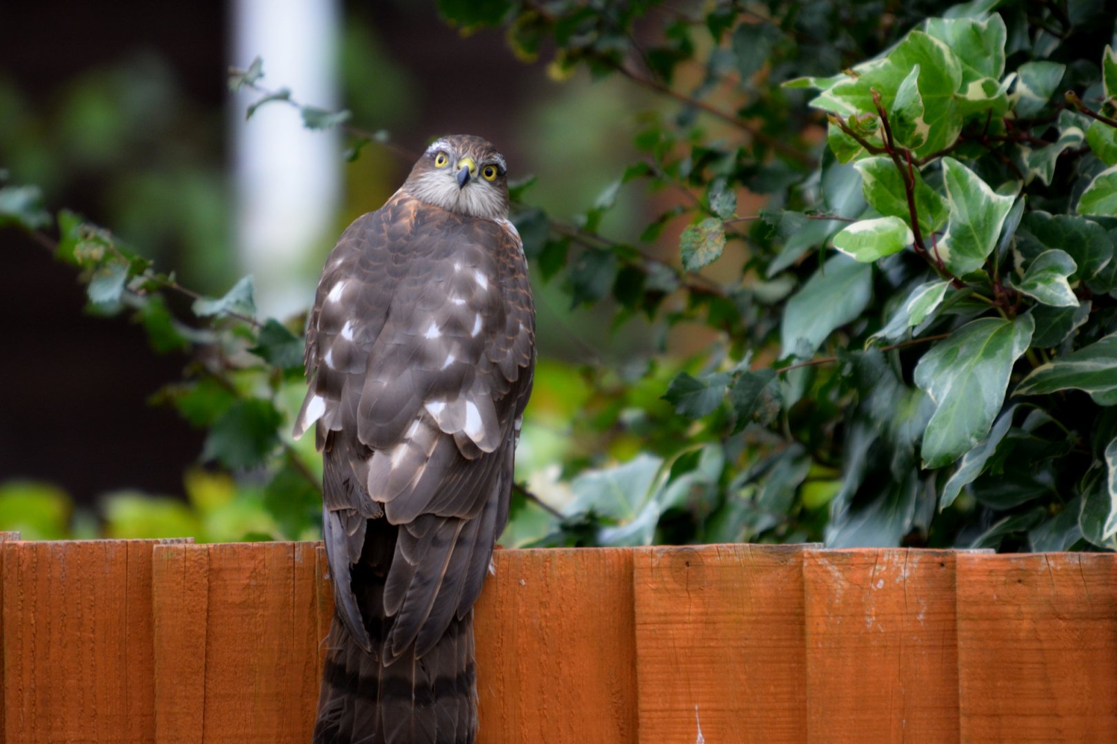 Juvenile Or Female Sparrowhawk