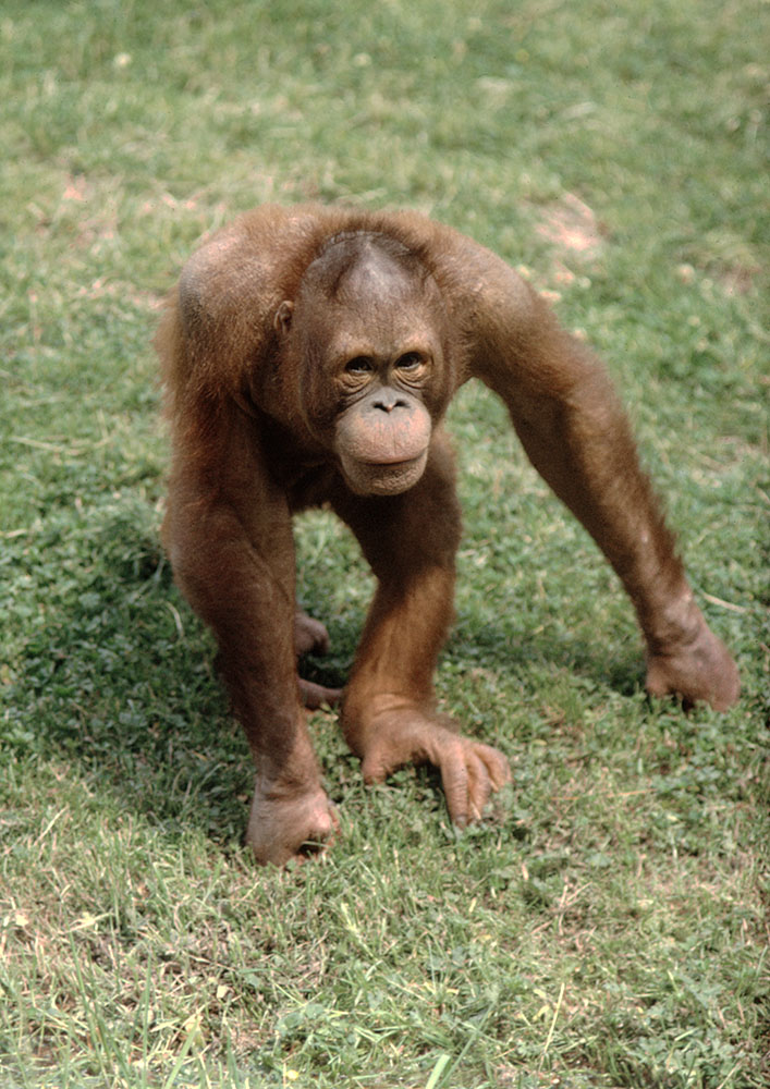 Juvenile orang 1972