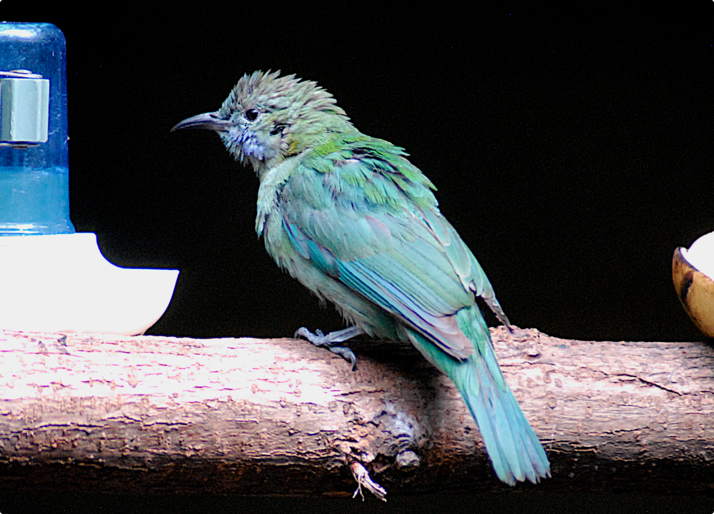 Juvenile Orange-bellied leafbird - Berlin Zoo 2022