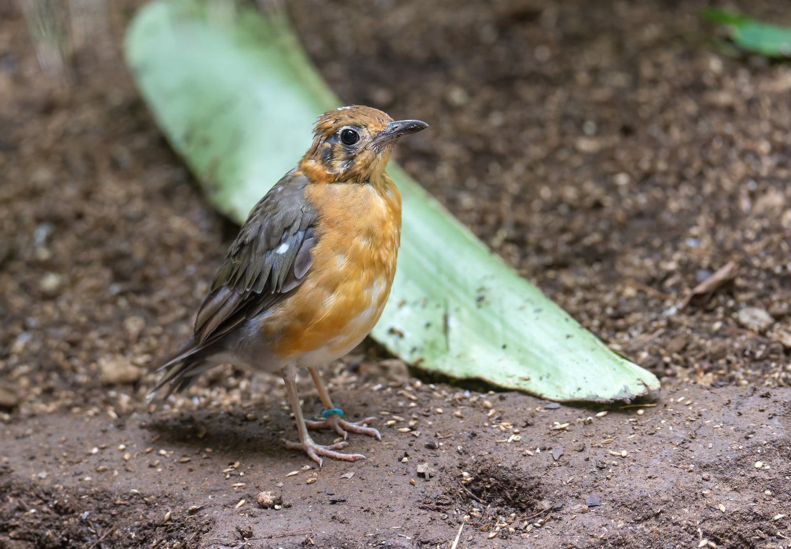 Juvenile Orange headed ground thrush, CWP, UK