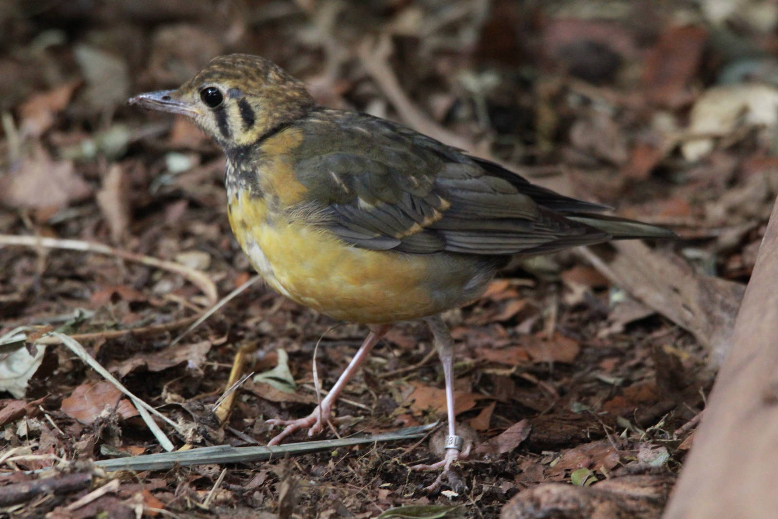 Juvenile Orange-headed groundthrush