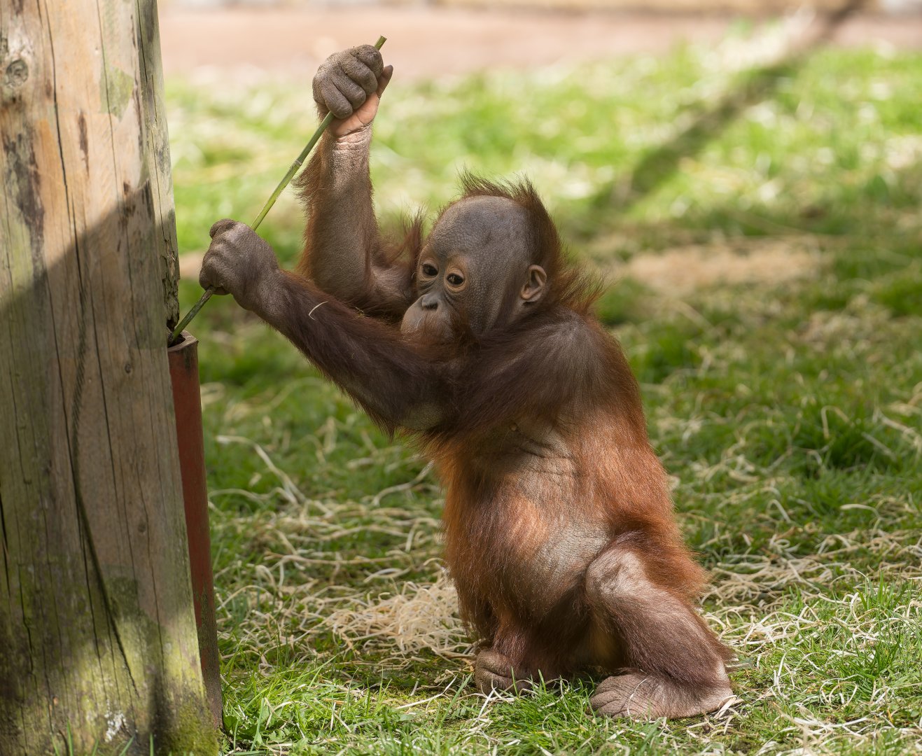 Juvenile Orangutan , Dudley, UK