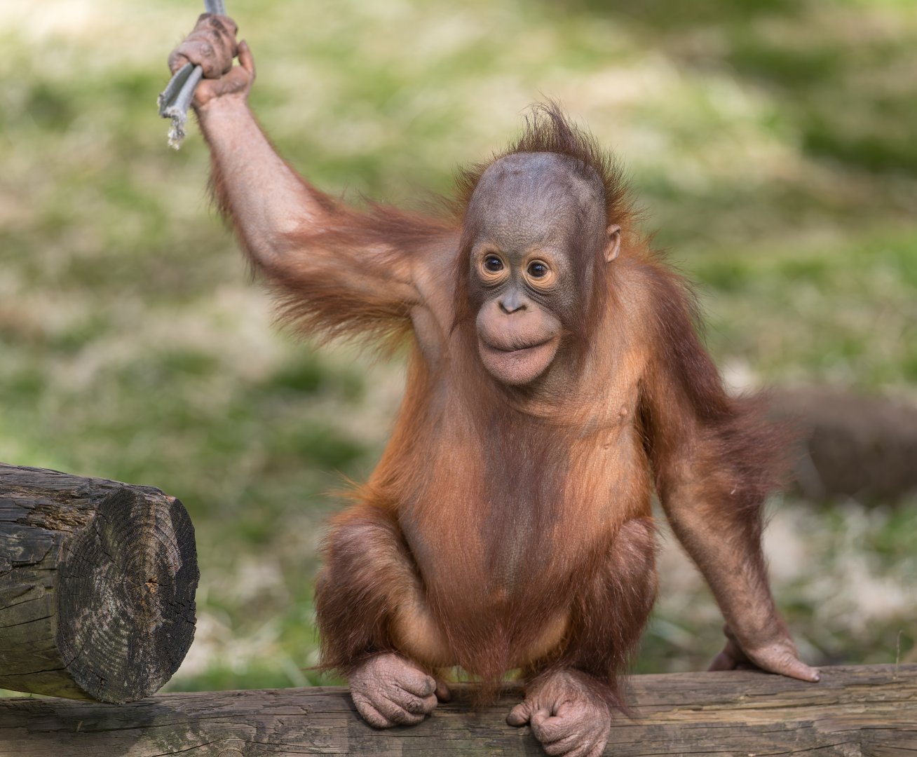 Juvenile Orangutan , Dudley, UK