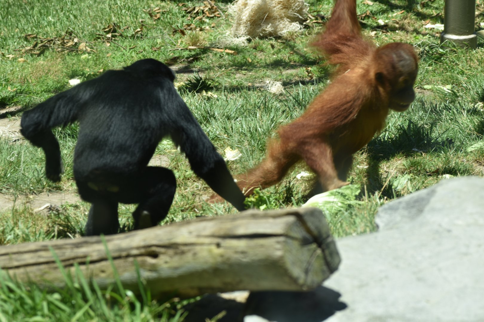 Juvenile Orangutan Stealing From Siamang Gibbon