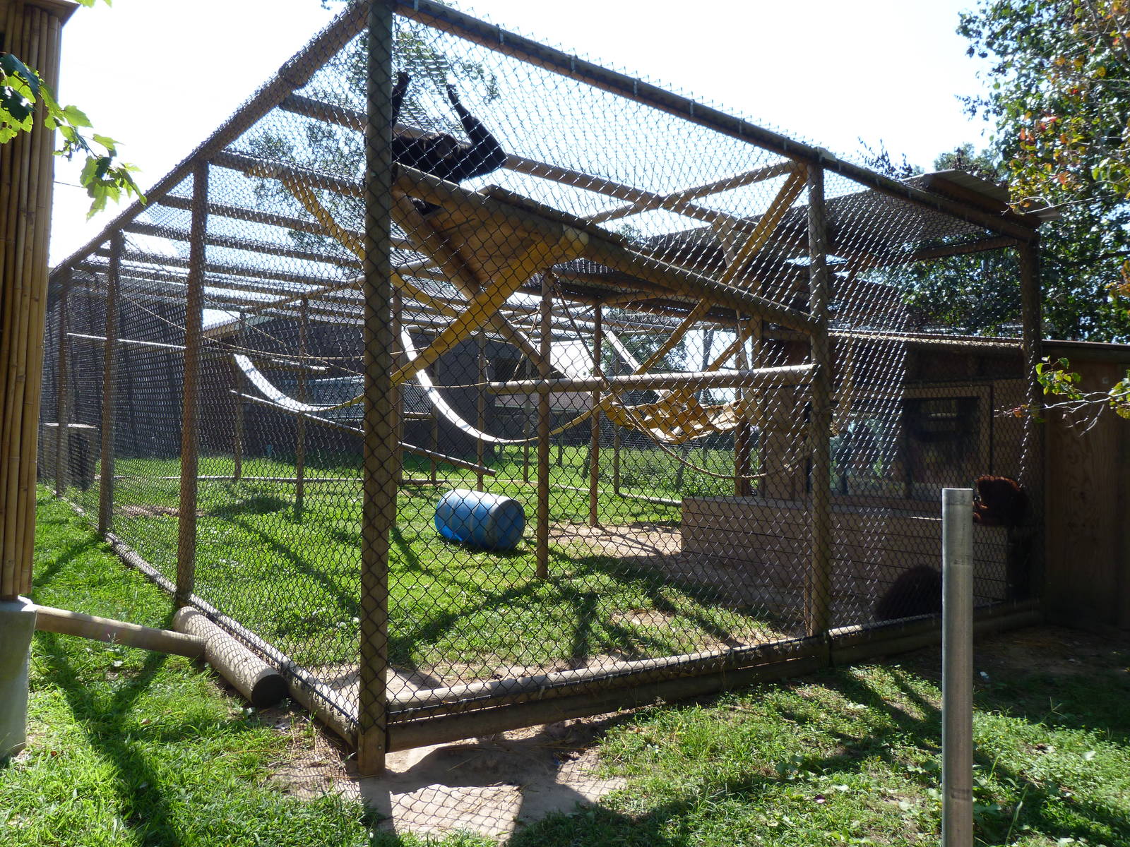Juvenile Orangutan/White Handed Gibbon Exhibit