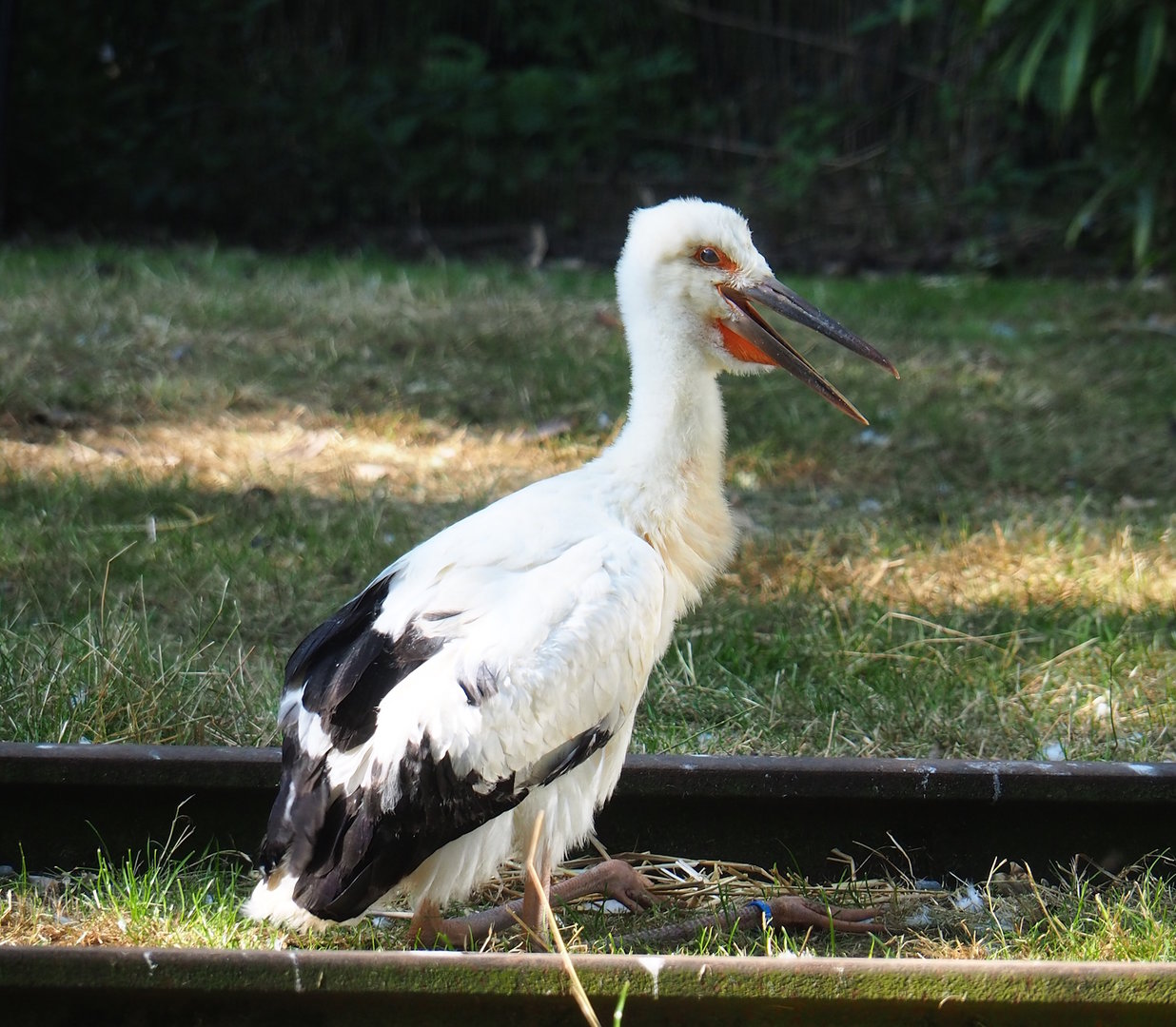 Juvenile Oriental white stork (Ciconia boyciana), 2023-07-19