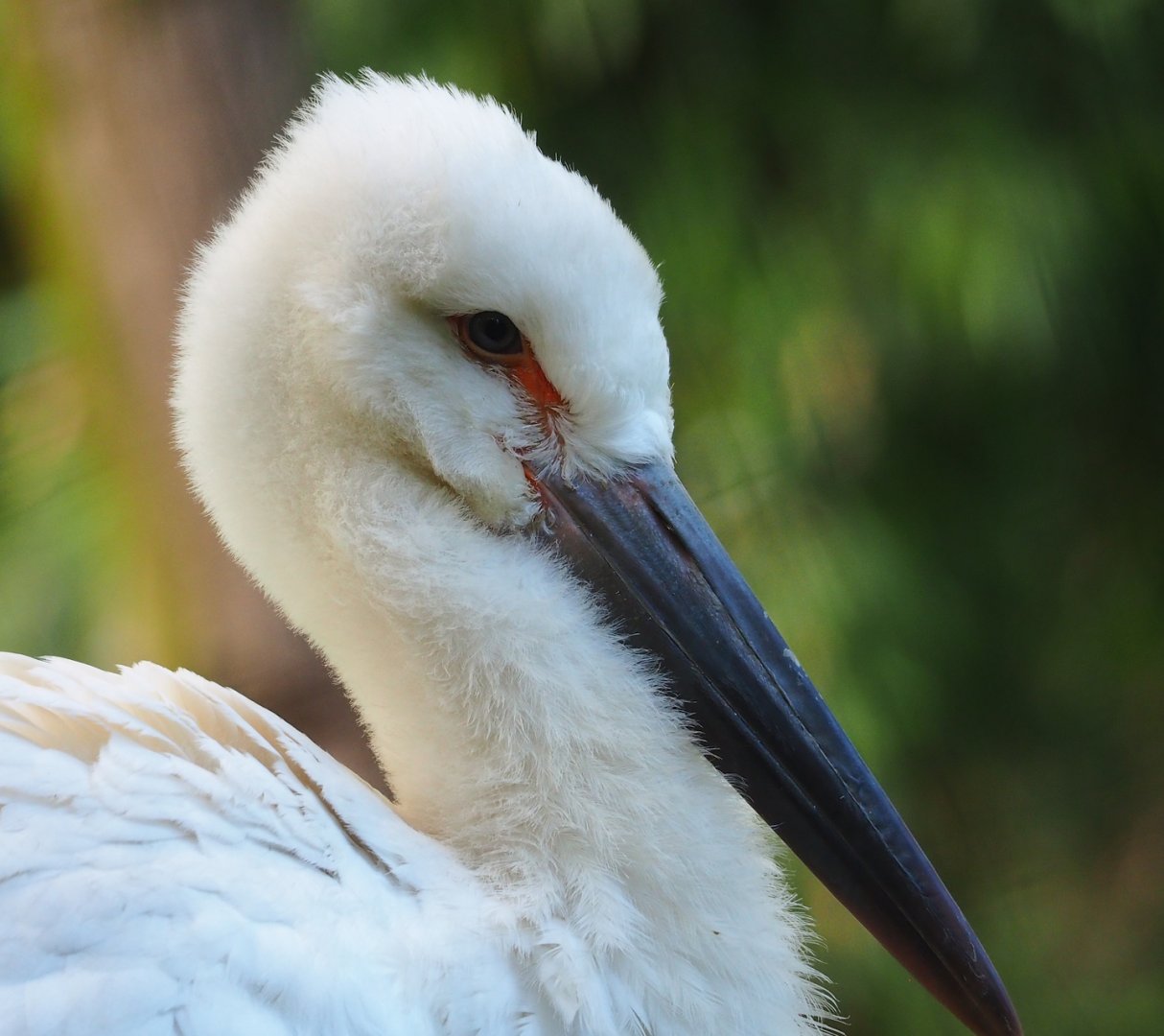 Juvenile Oriental white stork (Ciconia boyciana), 2023-07-26