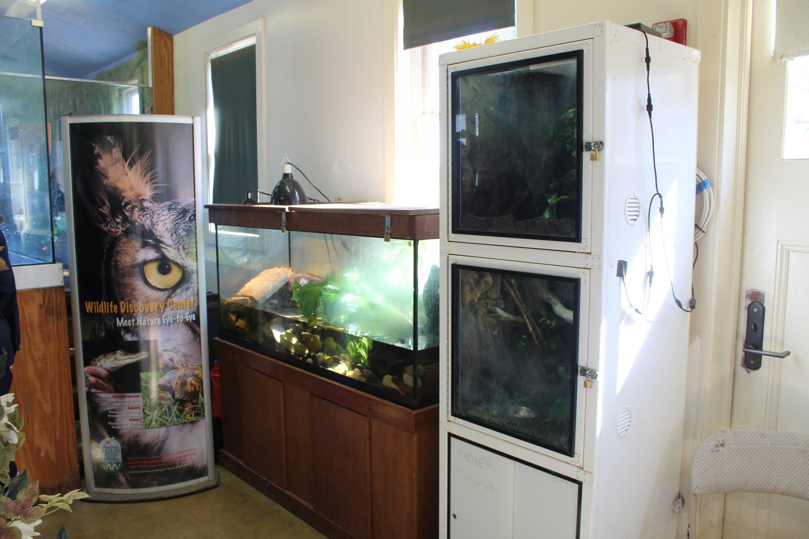 Juvenile Orinoco Crocodile Exhibit