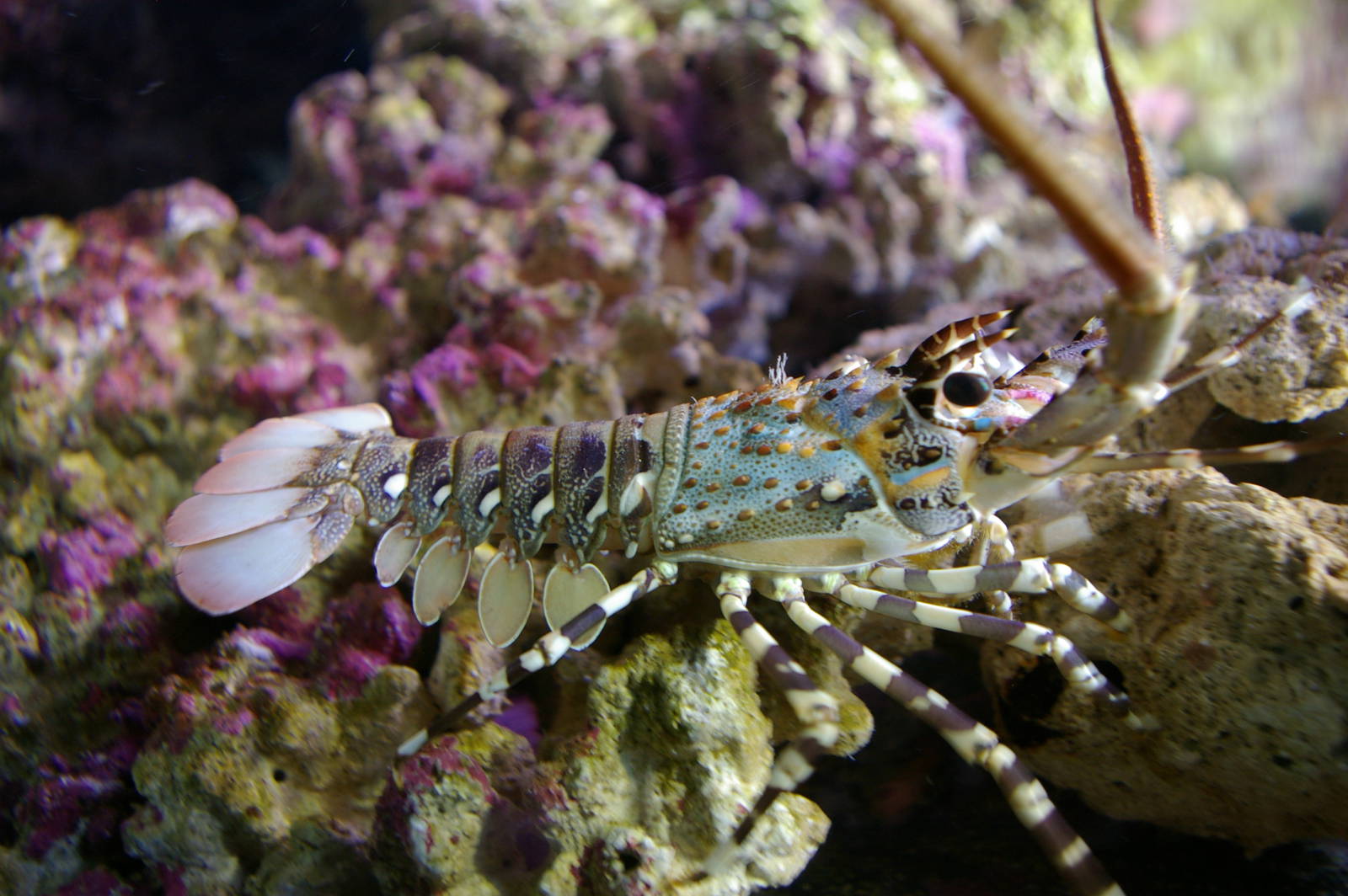 juvenile ornate crayfish (Panulirus ornatus)