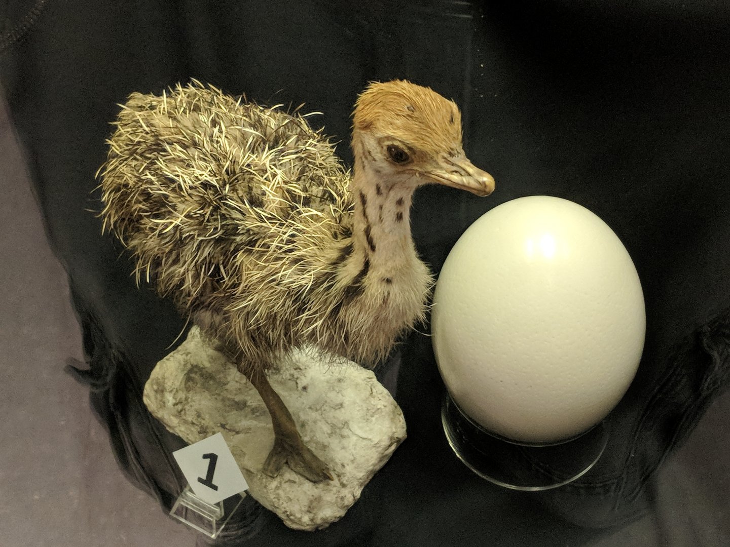 Juvenile ostrich (right) and ostrich egg (left).
