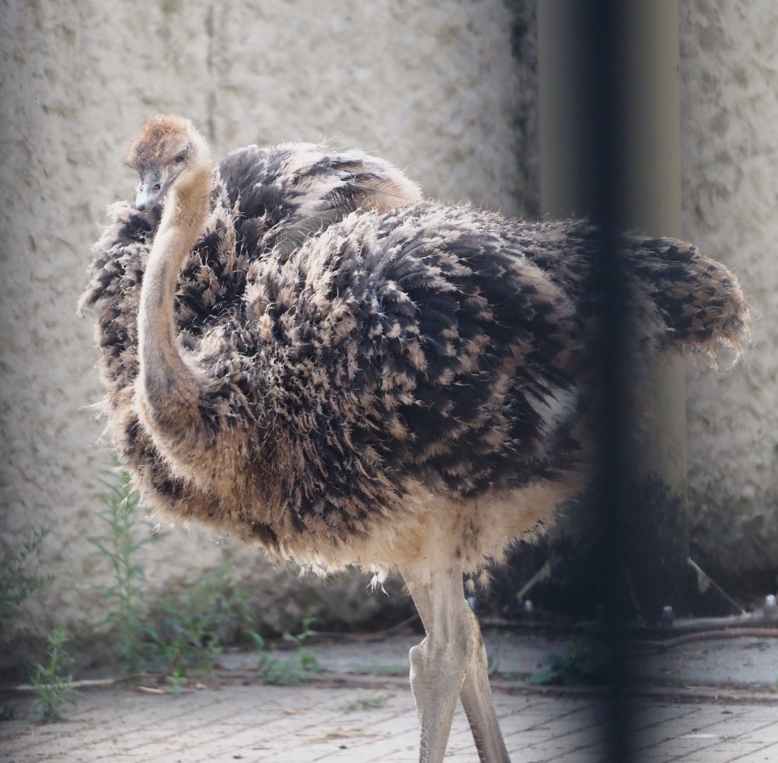 Juvenile Ostrich (Struthio camelus), 2025-07-21