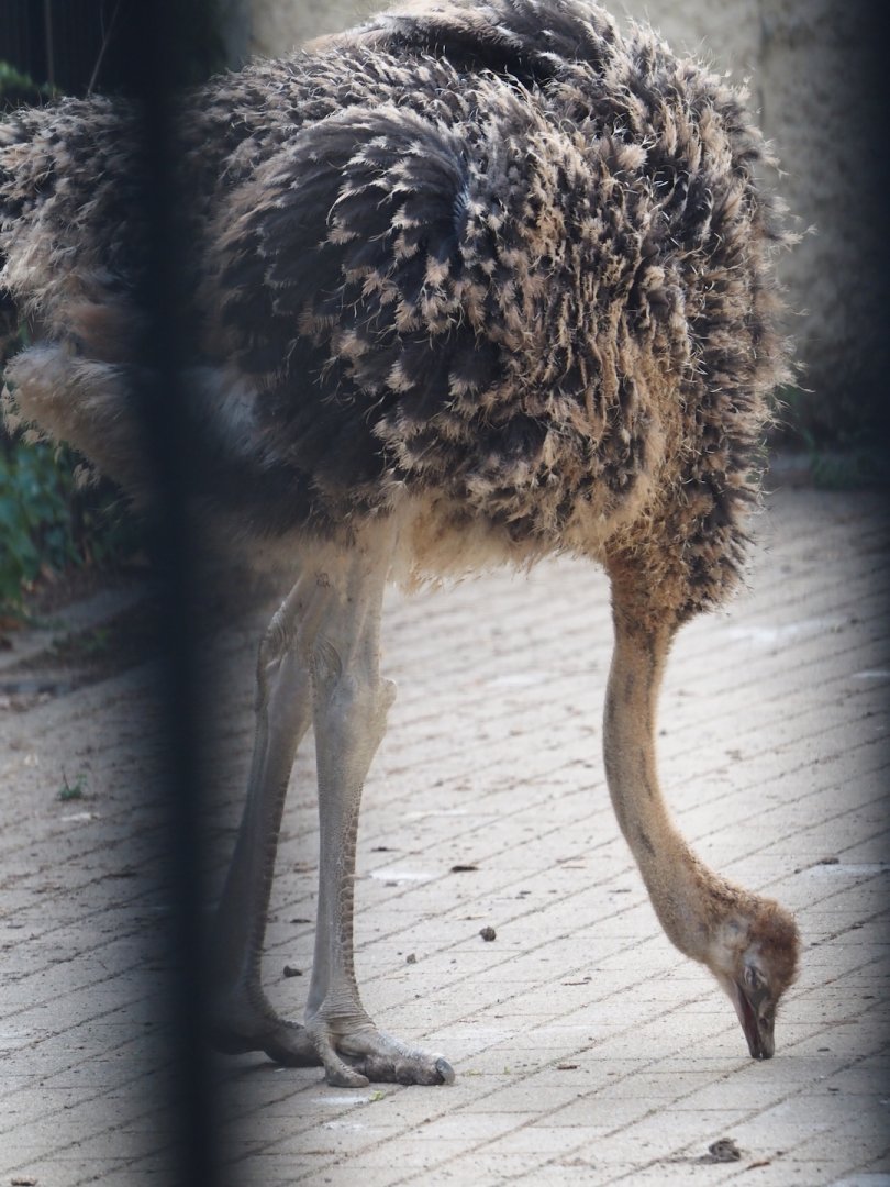 Juvenile Ostrich (Struthio camelus), 2025-07-21