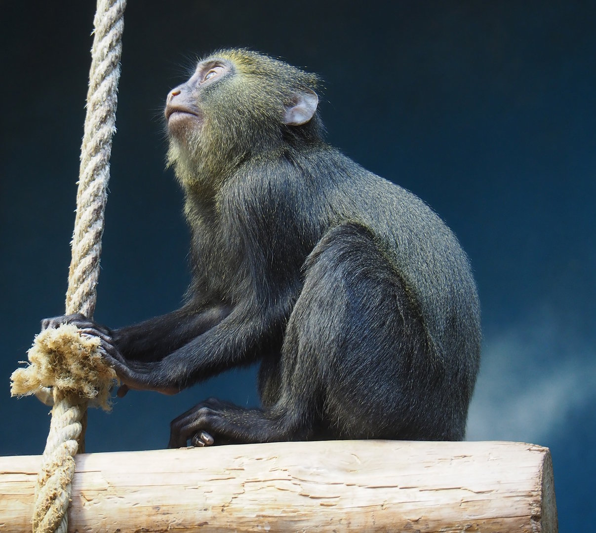 Juvenile Owl-faced monkey (Cercopithecus hamlyni), 2022-07-10