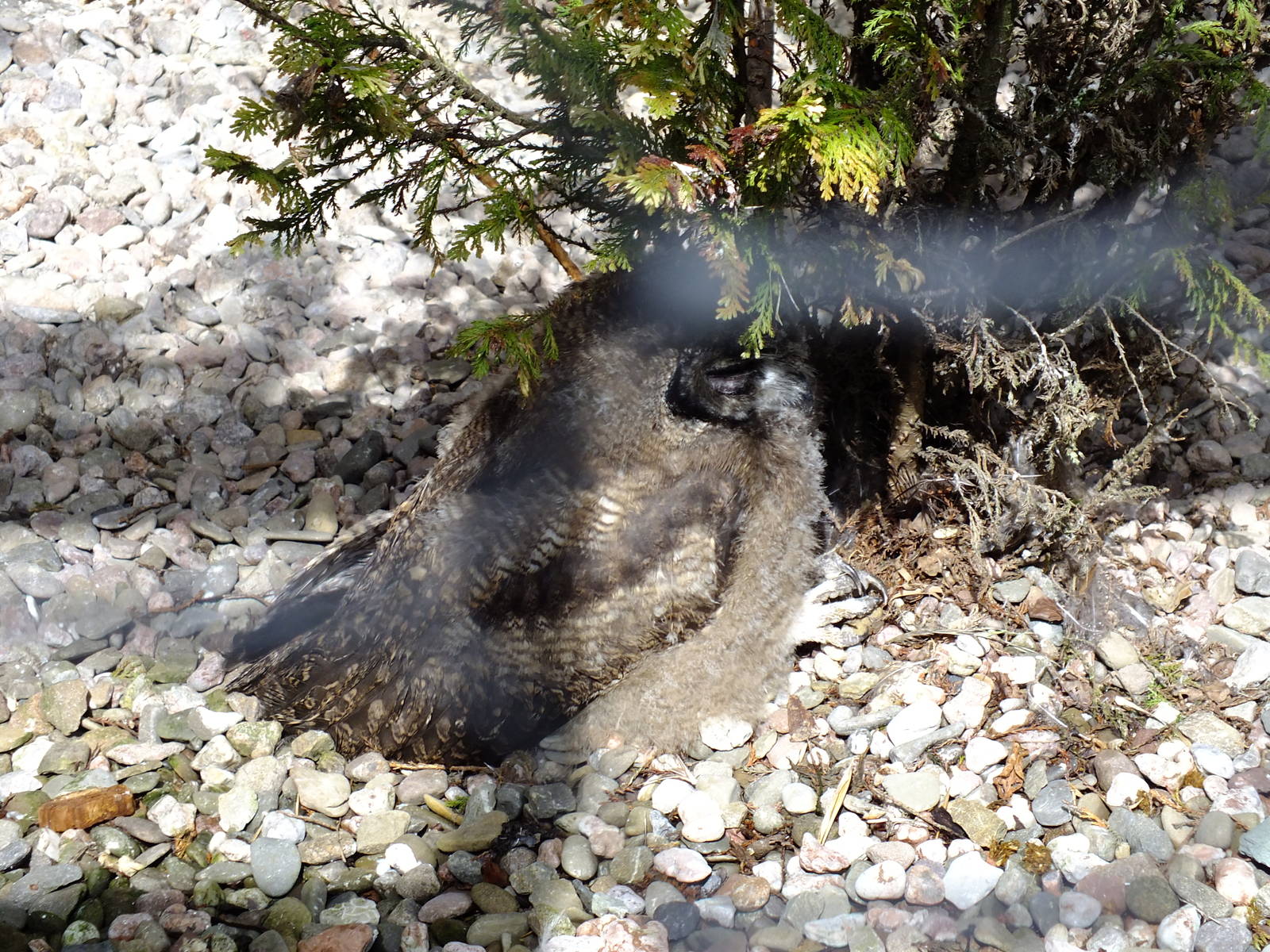 Juvenile Owl- Small Breeds Farm Park and Owl Centre