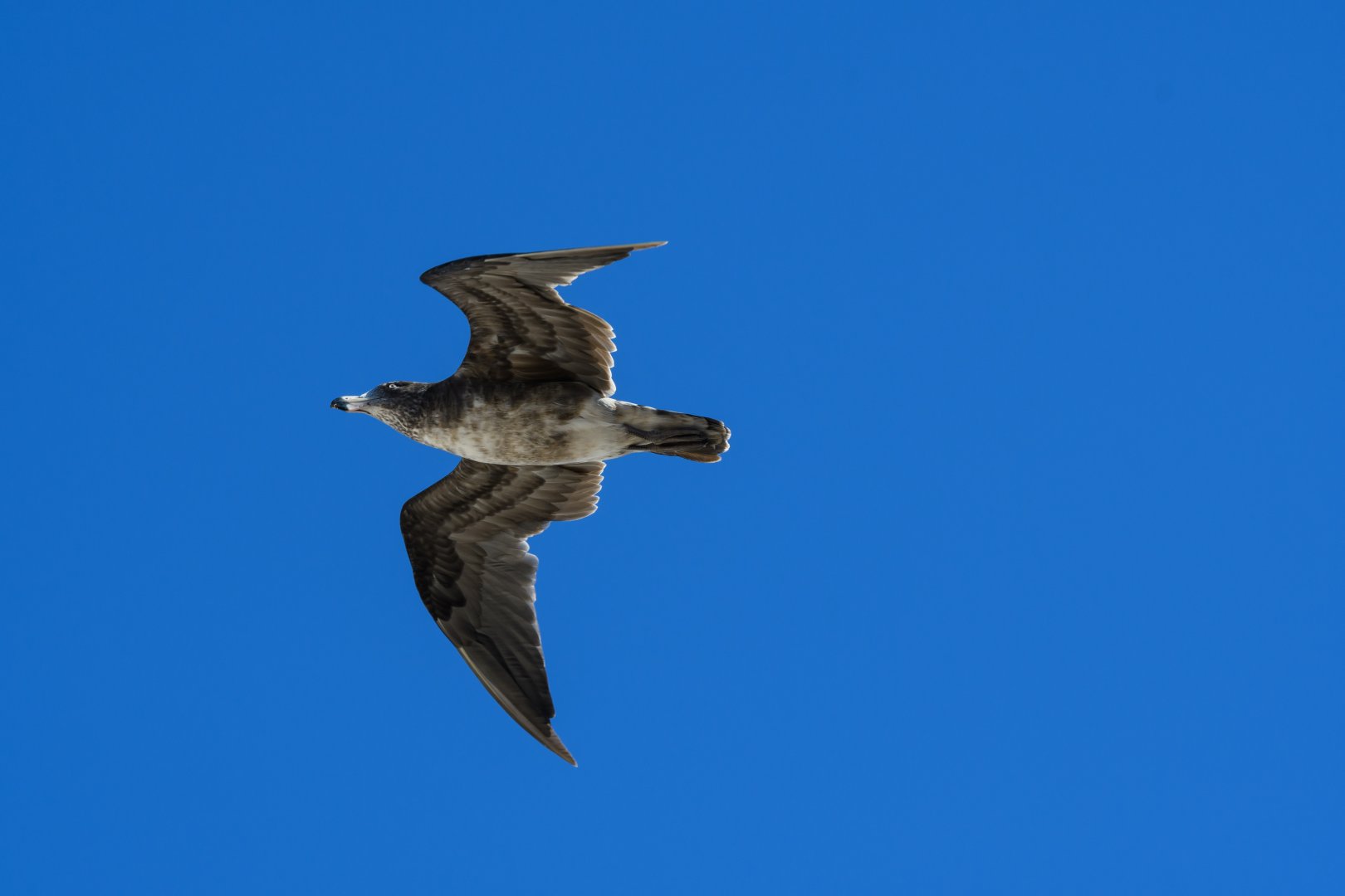Juvenile Pacific Gull - Squeaky Beach
