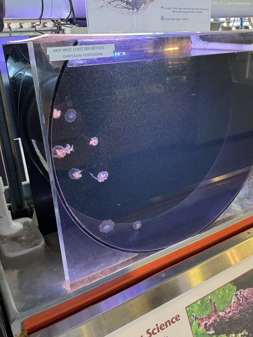 Juvenile Pacific Sea Nettle