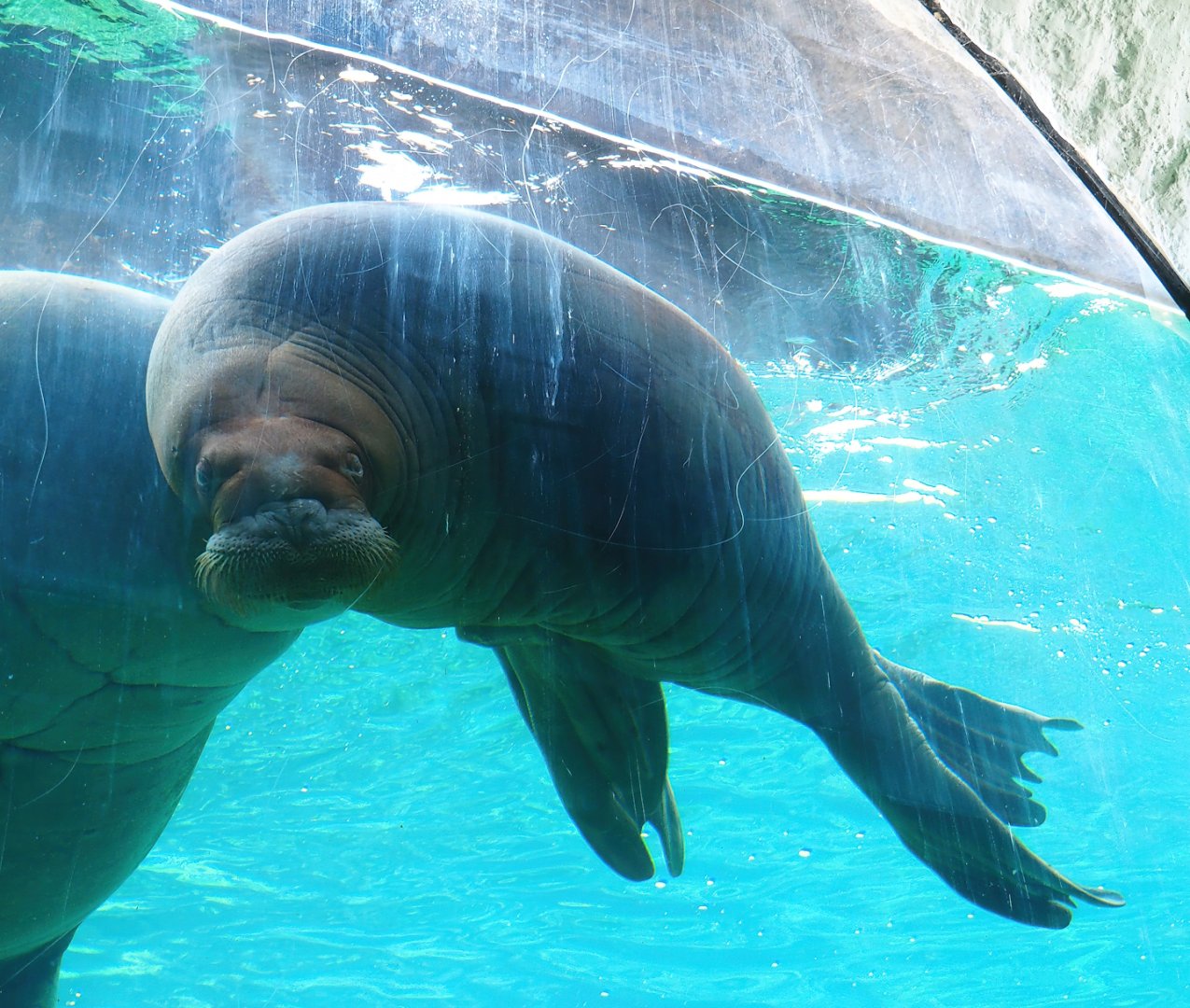 Juvenile Pacific walruses (Odobenus rosmarus divergens) underwater, 2023-05-16
