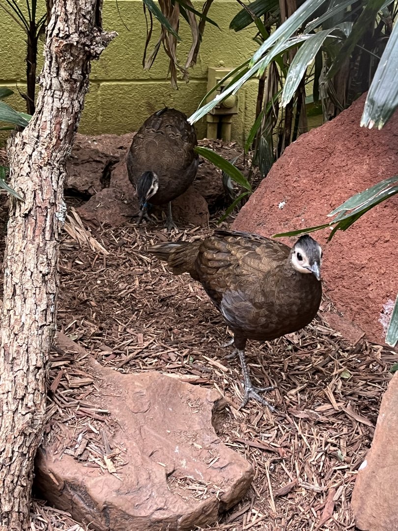 Juvenile Palawan Peacock-Pheasants