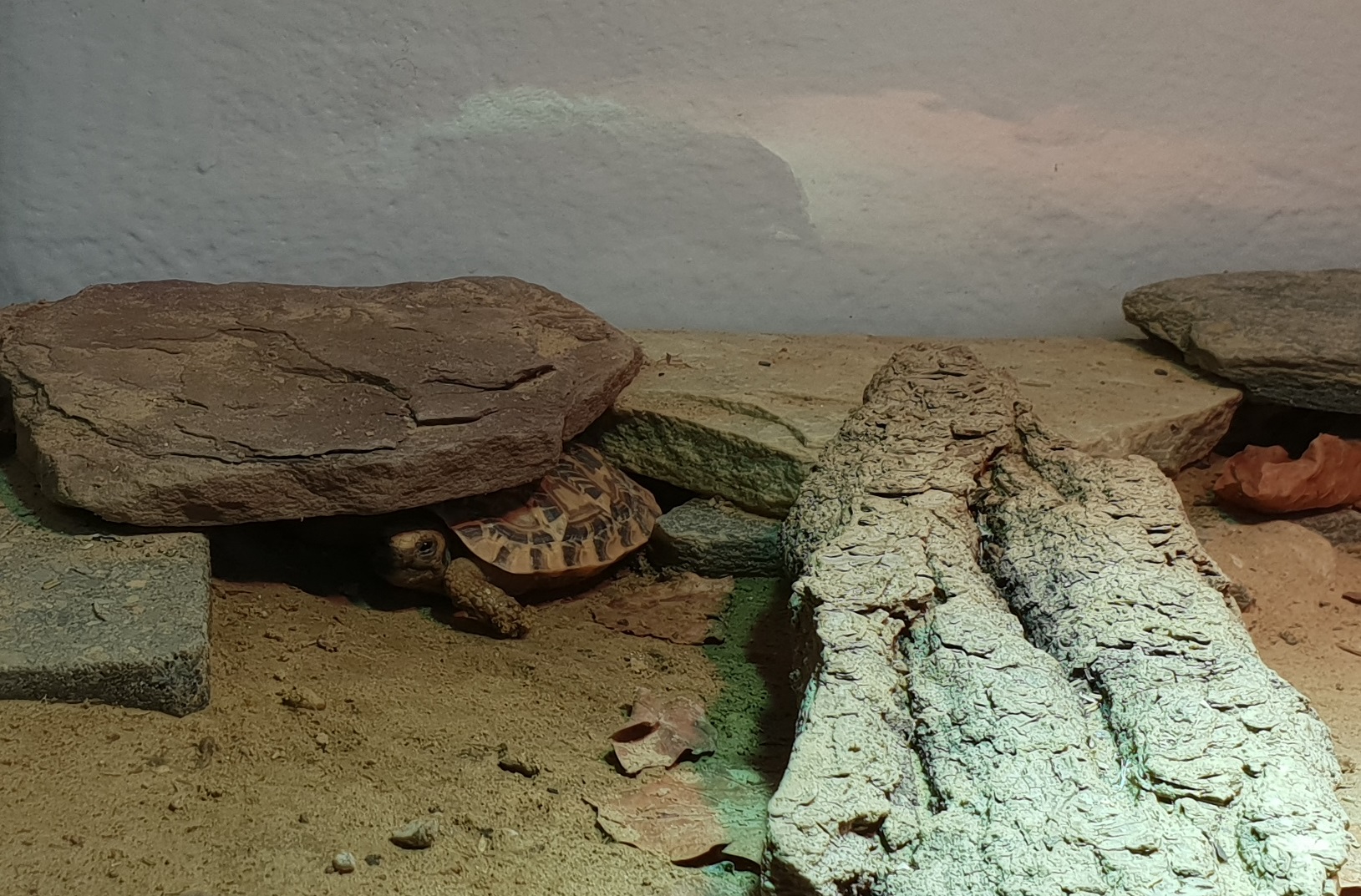 Juvenile Pancake tortoise - hatched May 17 2018