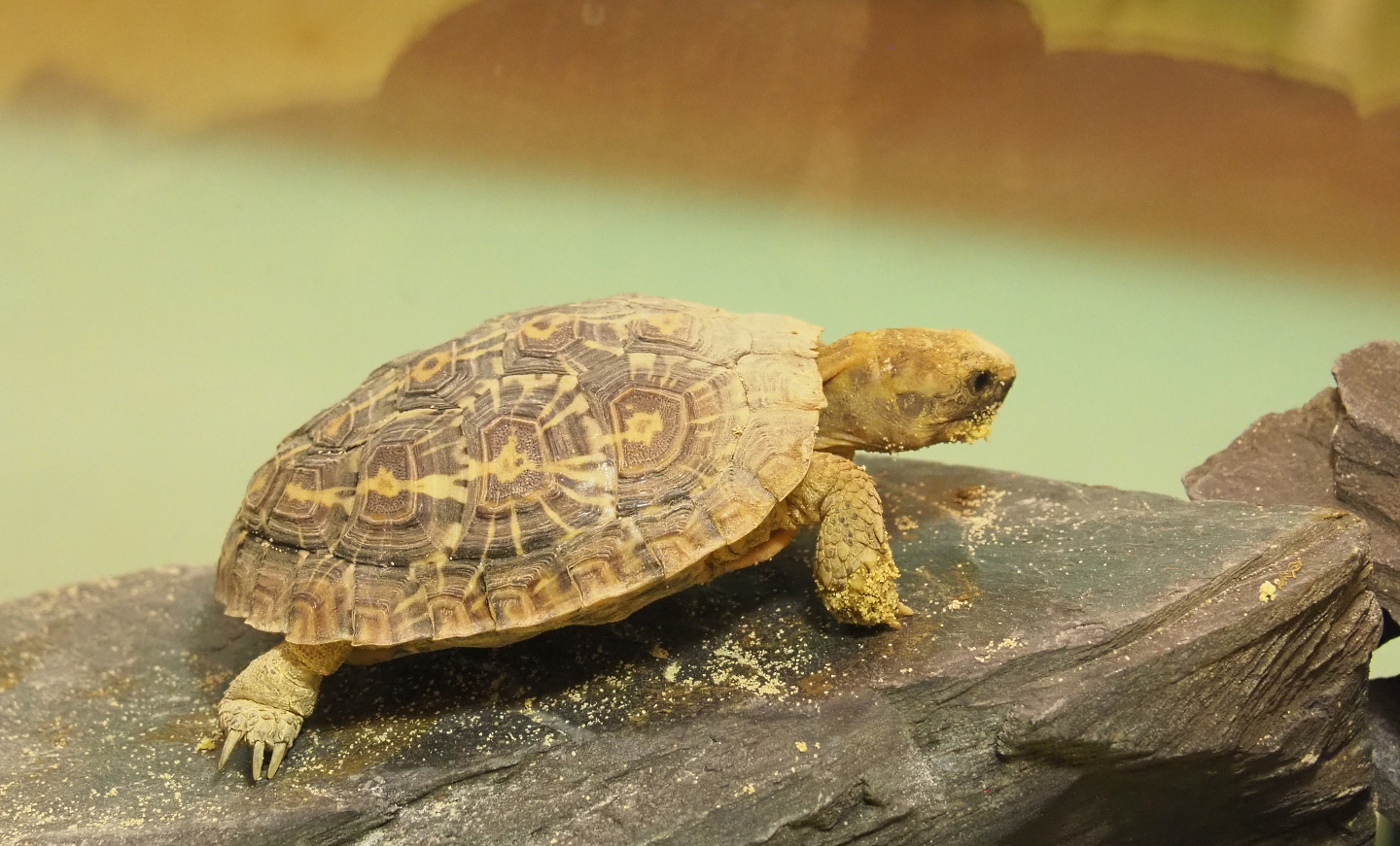 Juvenile Pancake tortoise (Malacochersus tornieri), 2022-03-16