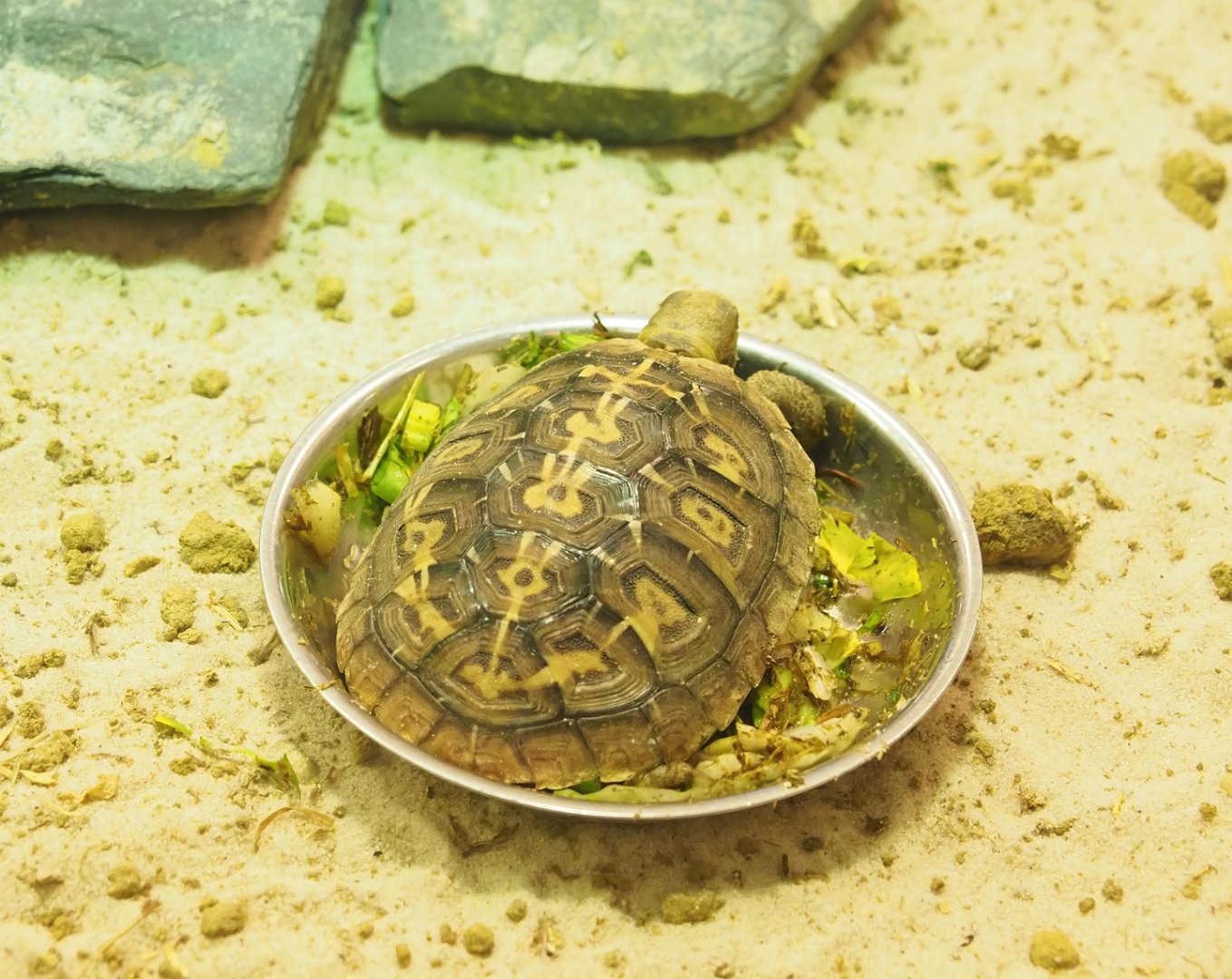 Juvenile Pancake tortoise (Malacochersus tornieri), 2023-04-08