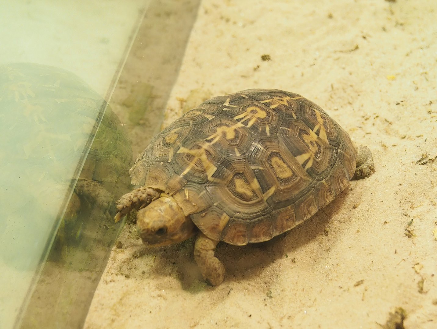 Juvenile Pancake tortoise (Malacochersus tornieri), 2023-07-02