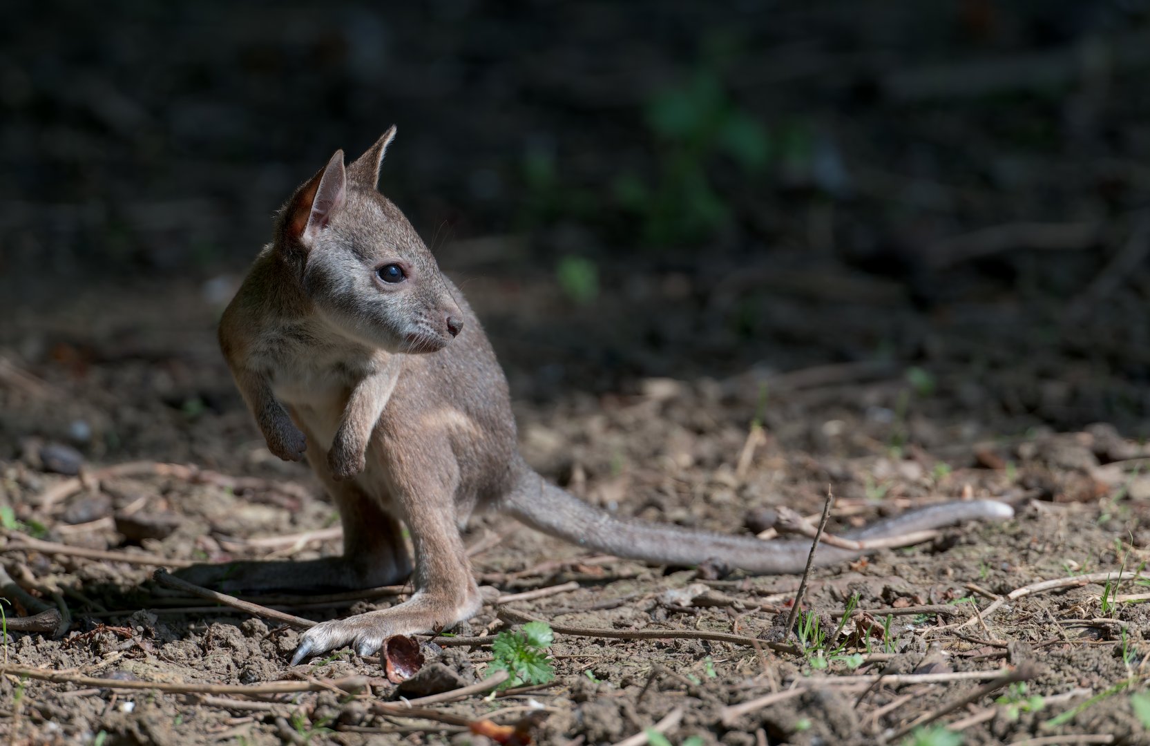 Juvenile Parma Wallaby, Hamerton, UK