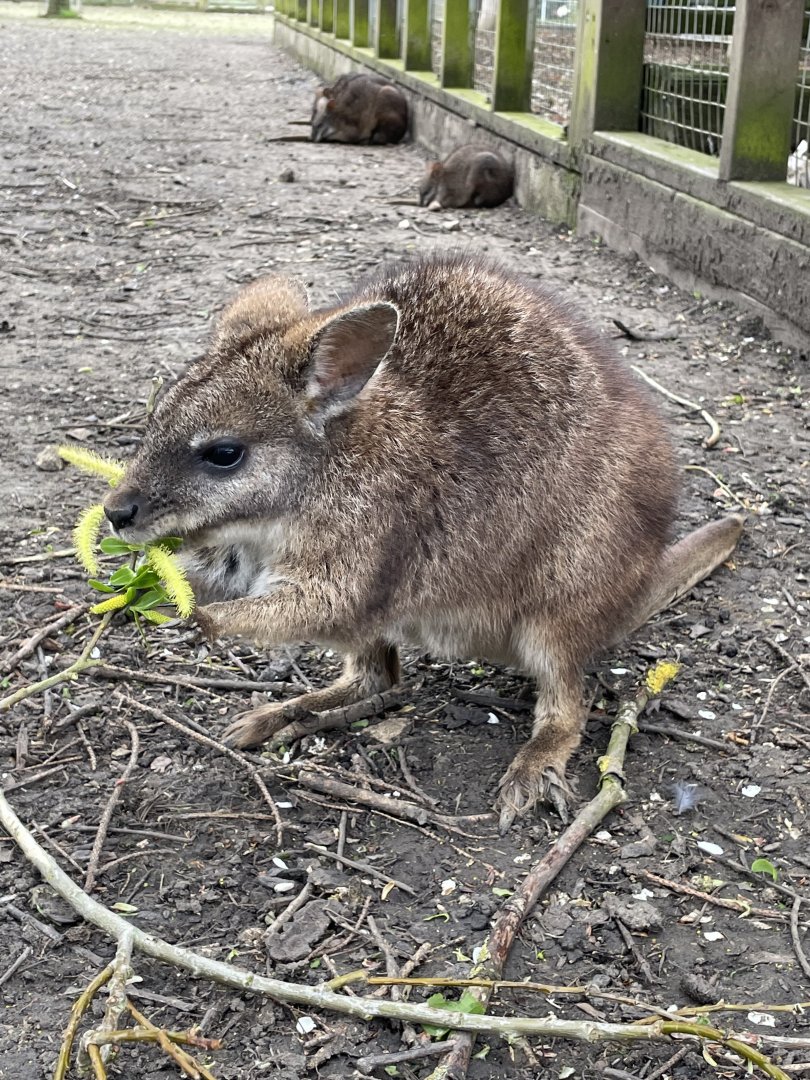 Juvenile Parma Wallaby